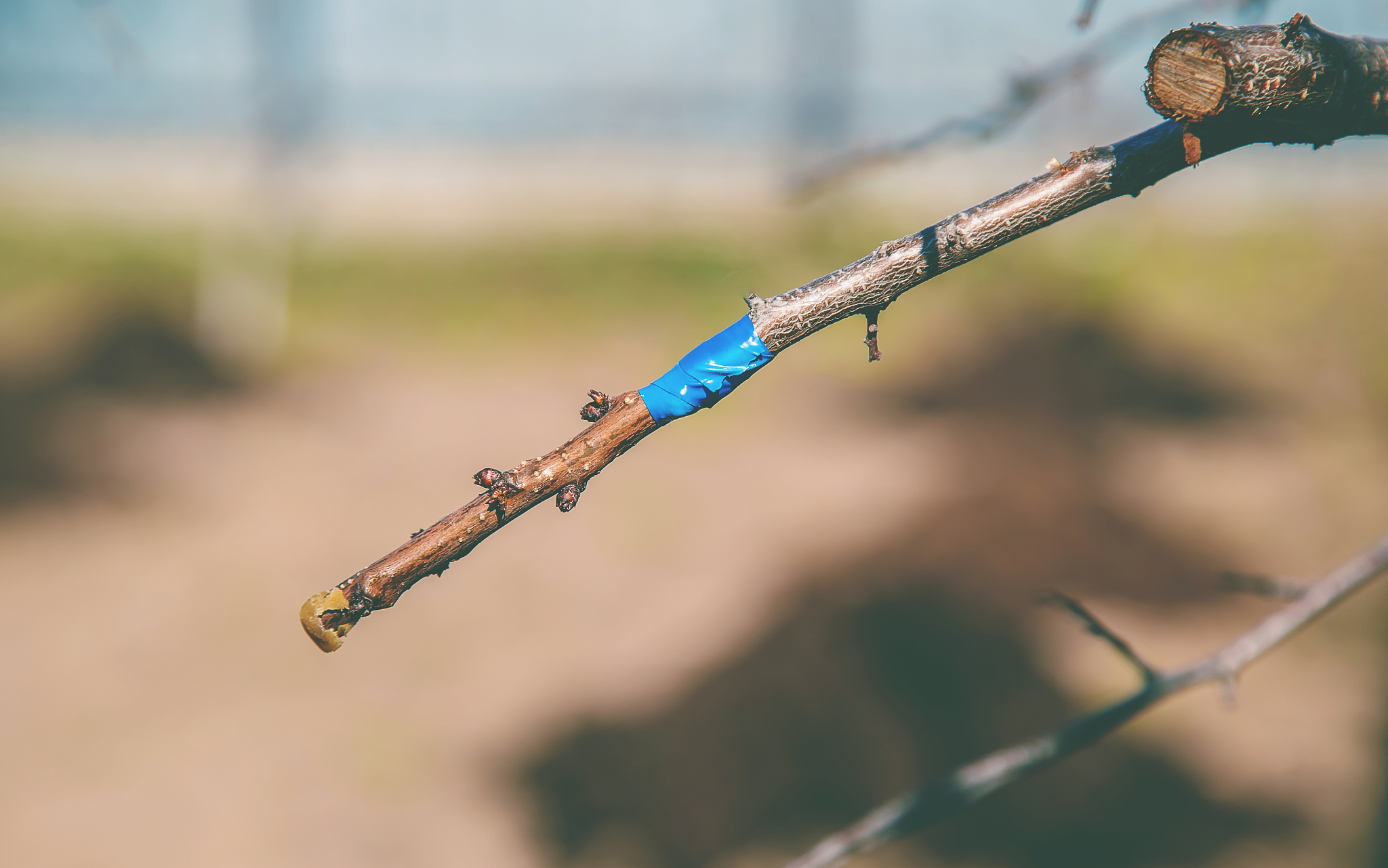 grafting trees in spring. gardening and vegetable garden. select