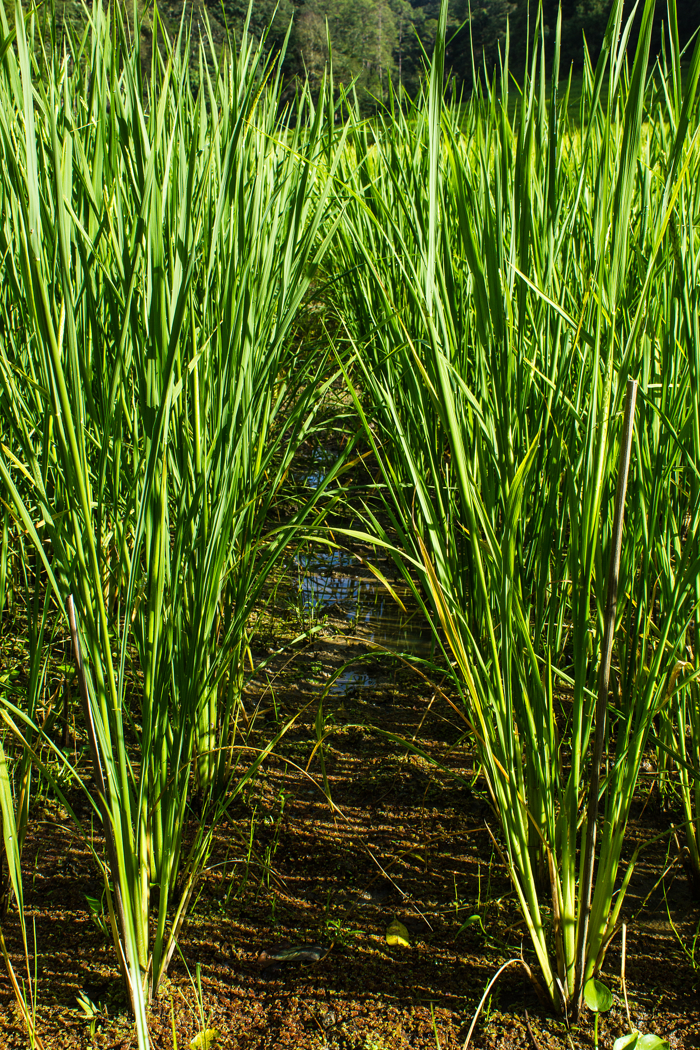 rice is in field