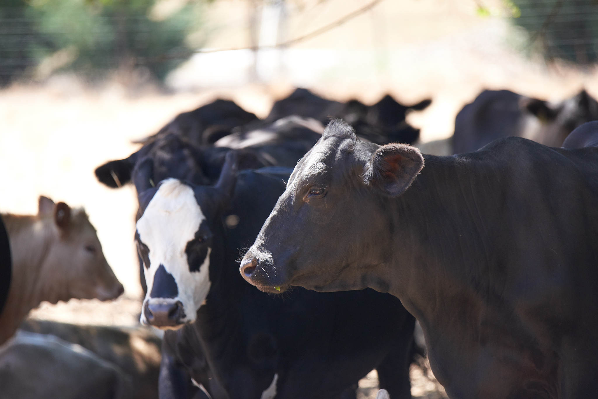 中国肉牛养殖最佳地区：内蒙古、四川、黑龙江、河南、甘肃