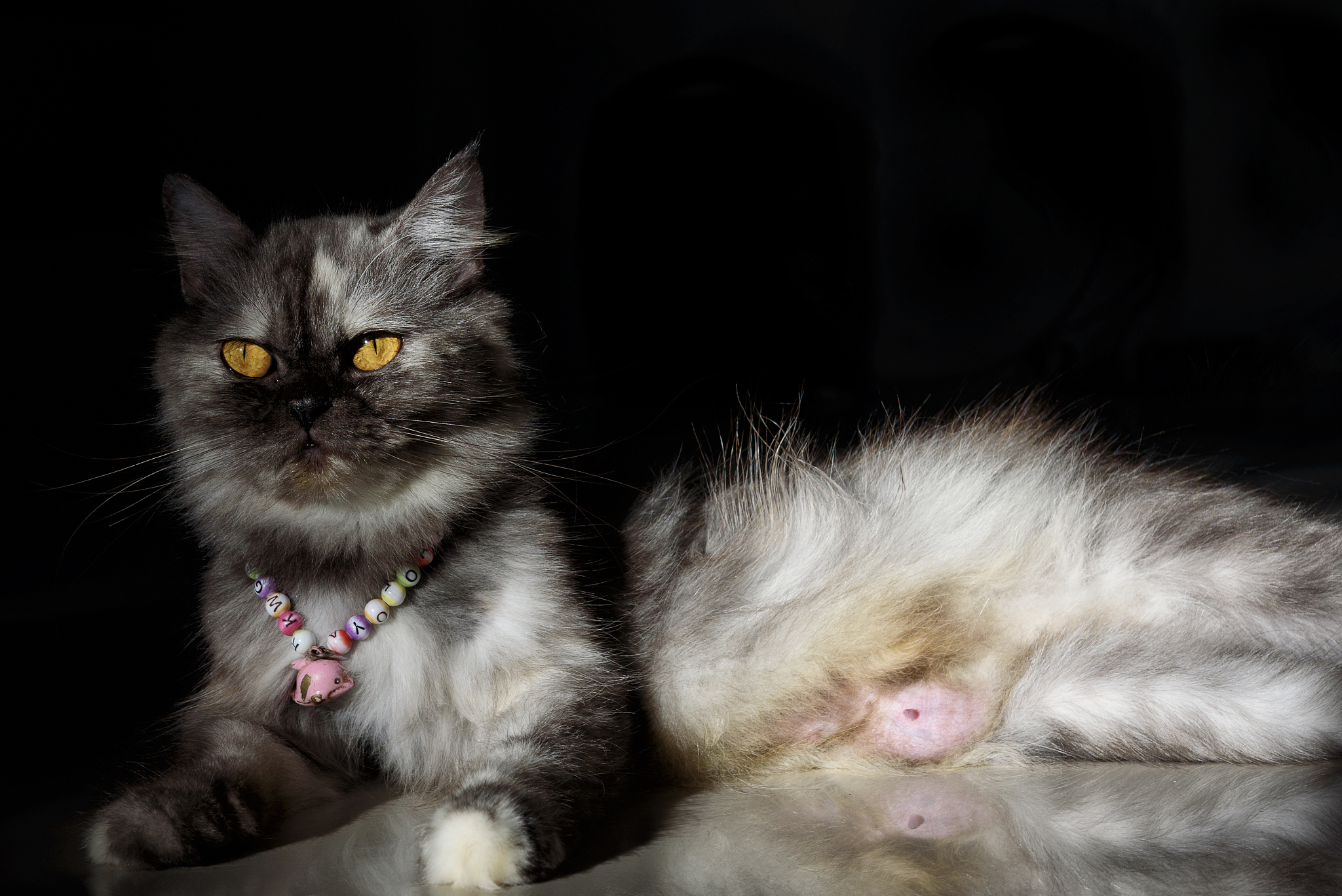 write poem about cat in petrol