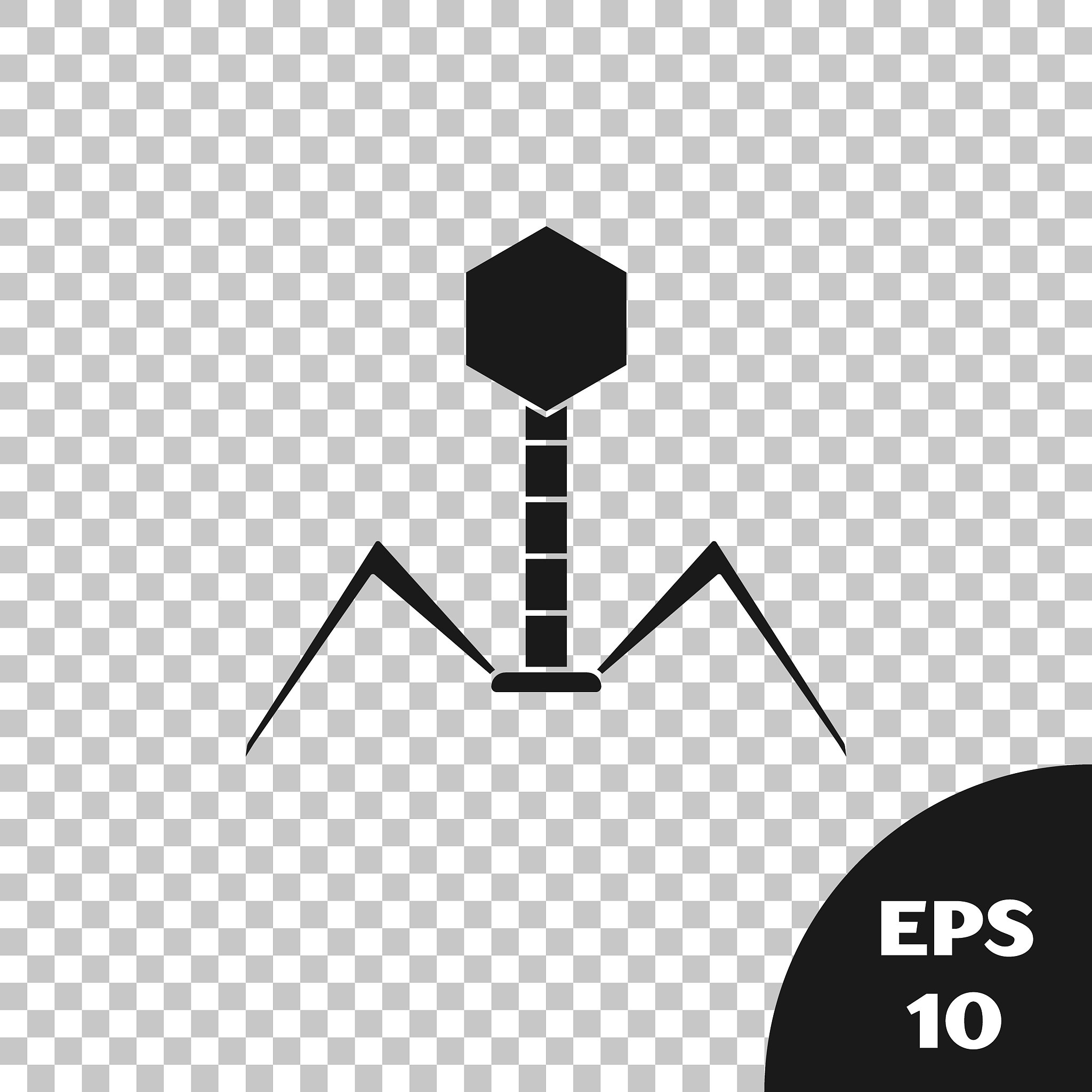 革兰氏阴性细菌噬菌体侵染位点：受体、机制和应用