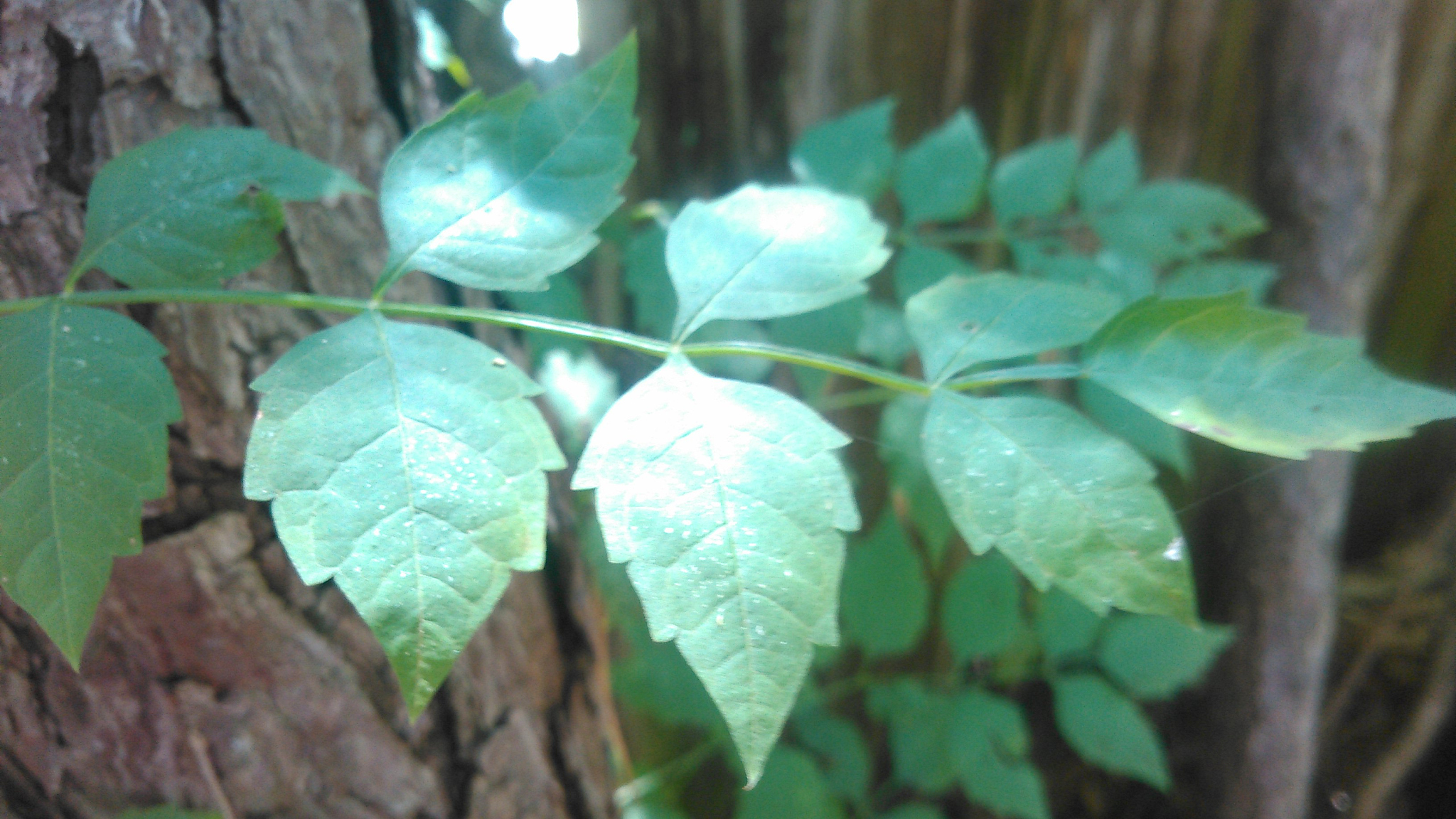 leaves