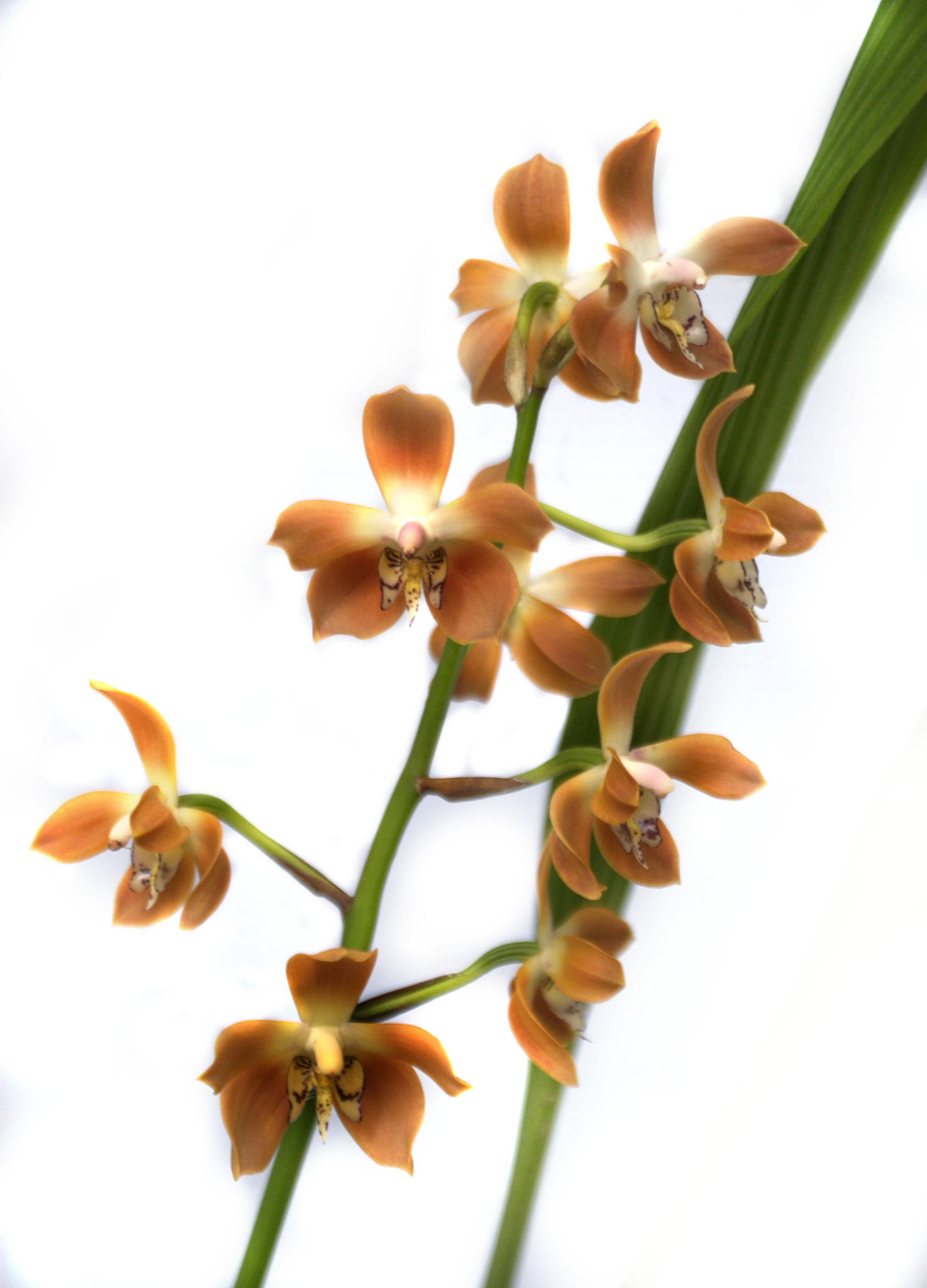 orange orchids