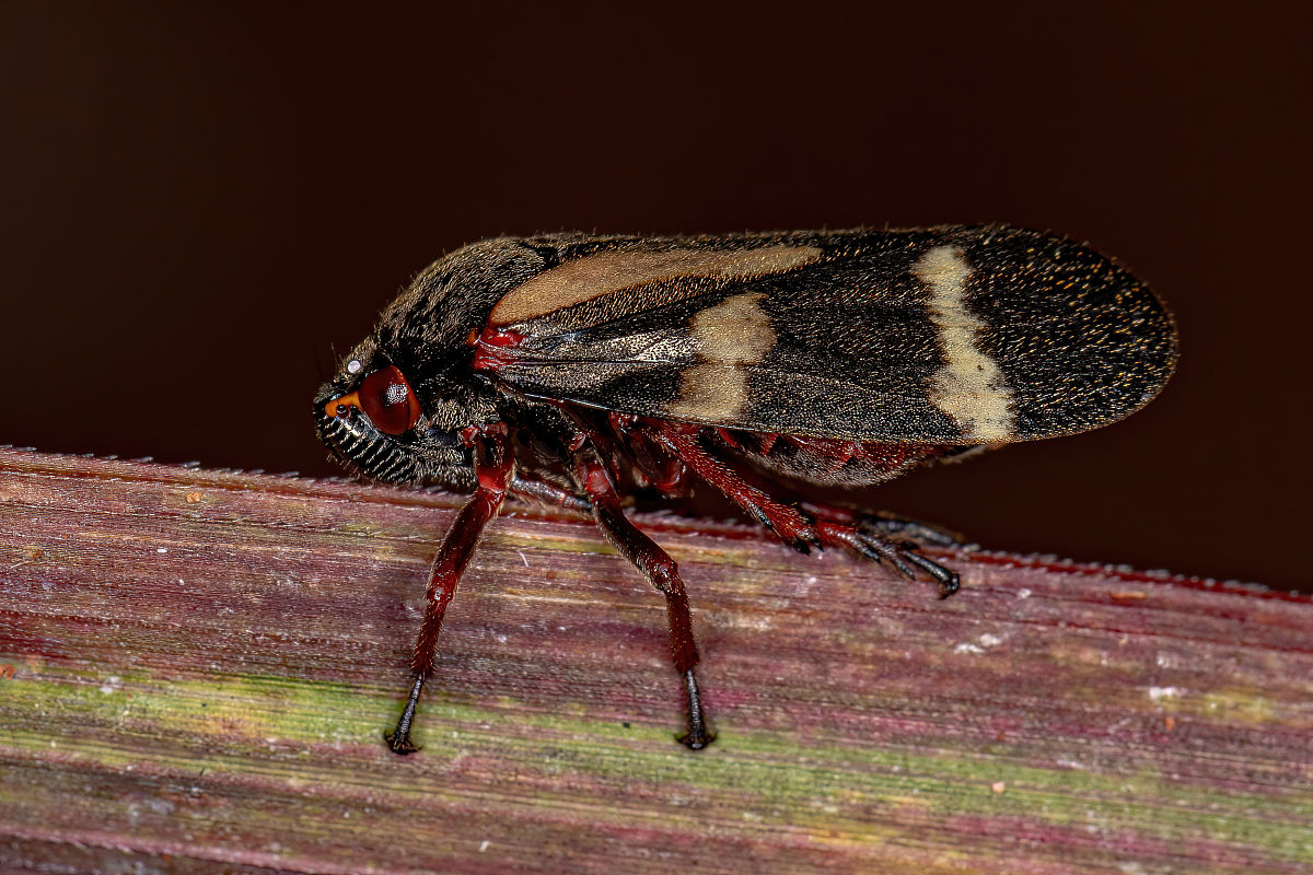 双流成人中等专业学校专业设置怎么样？