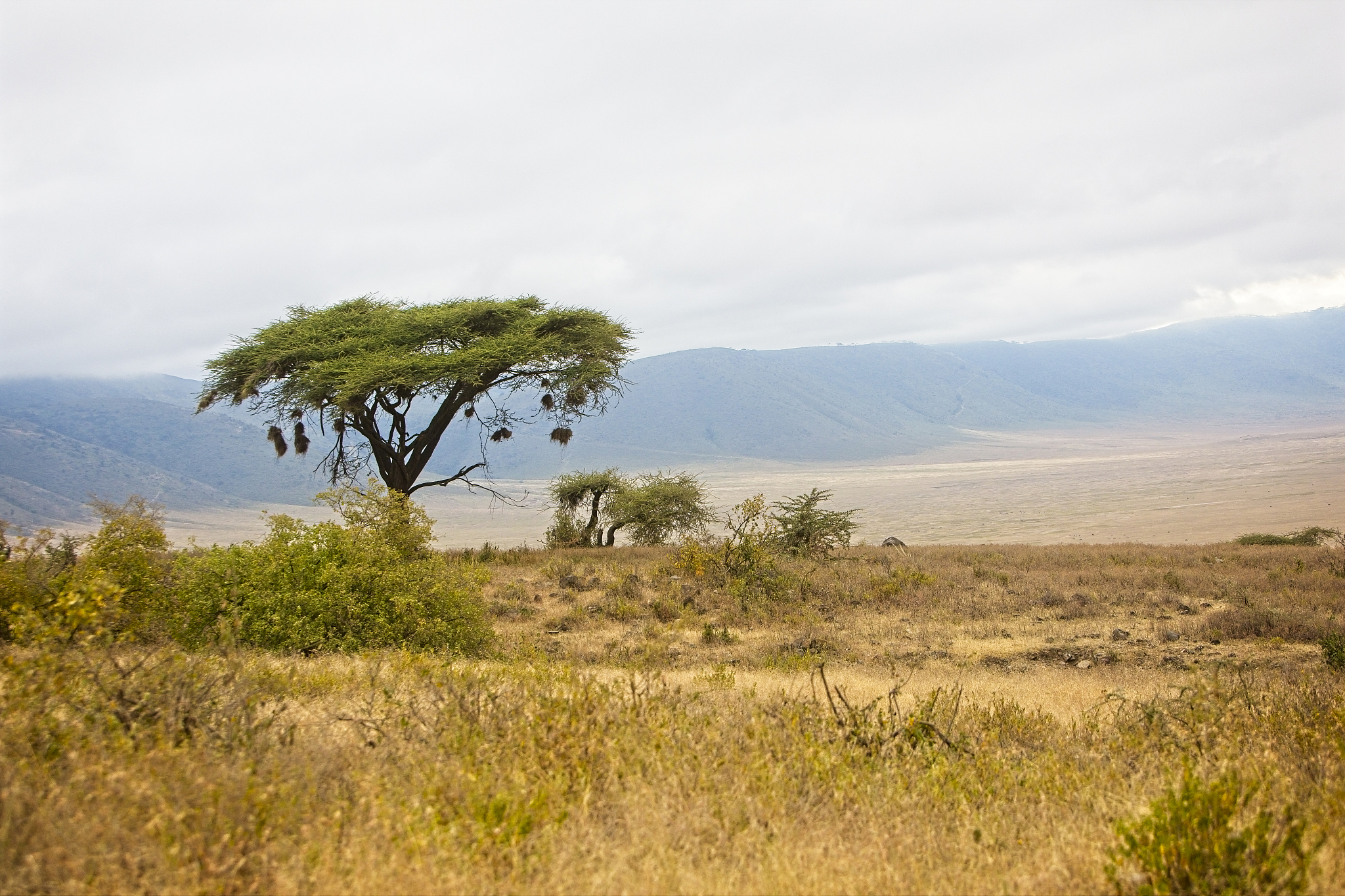 trees with hanging birds nests on the edge of the ngorongoro cra
