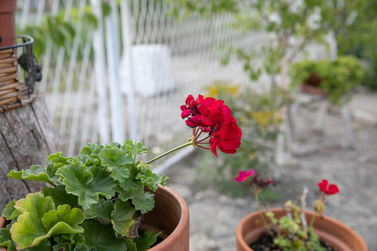 天竺葵喜阴还是喜阳？你真的了解吗400字