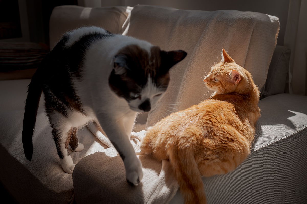 猫咪为什么总爱睡你胸口？揭秘TA们的小心思！