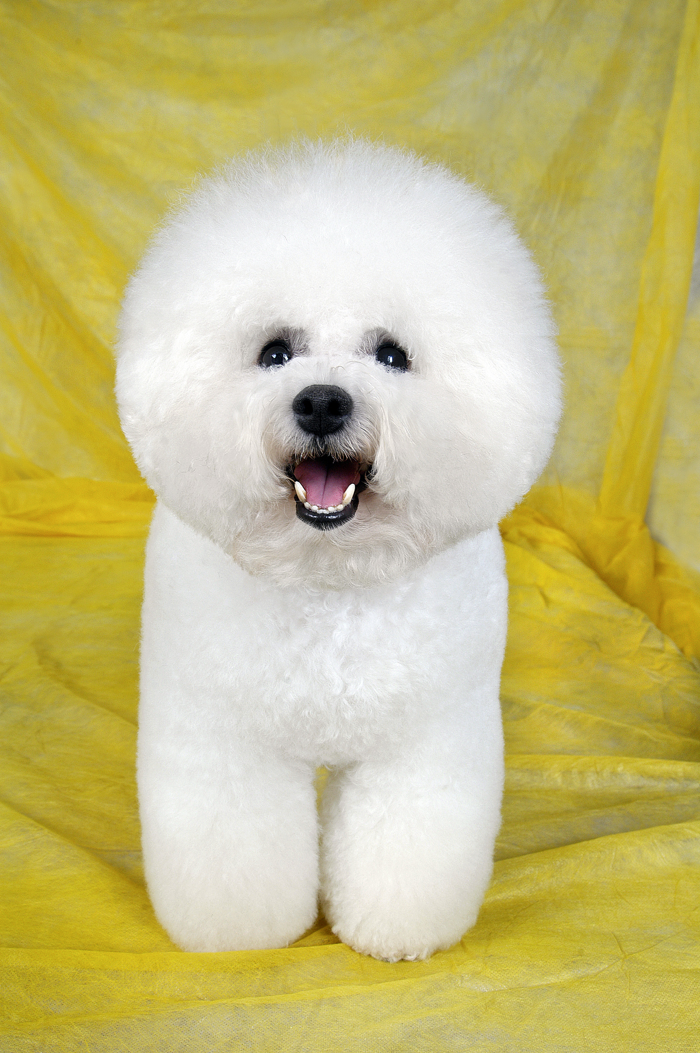 我养了条狗它是比熊名叫米粒白色的它有什么故事？10000字