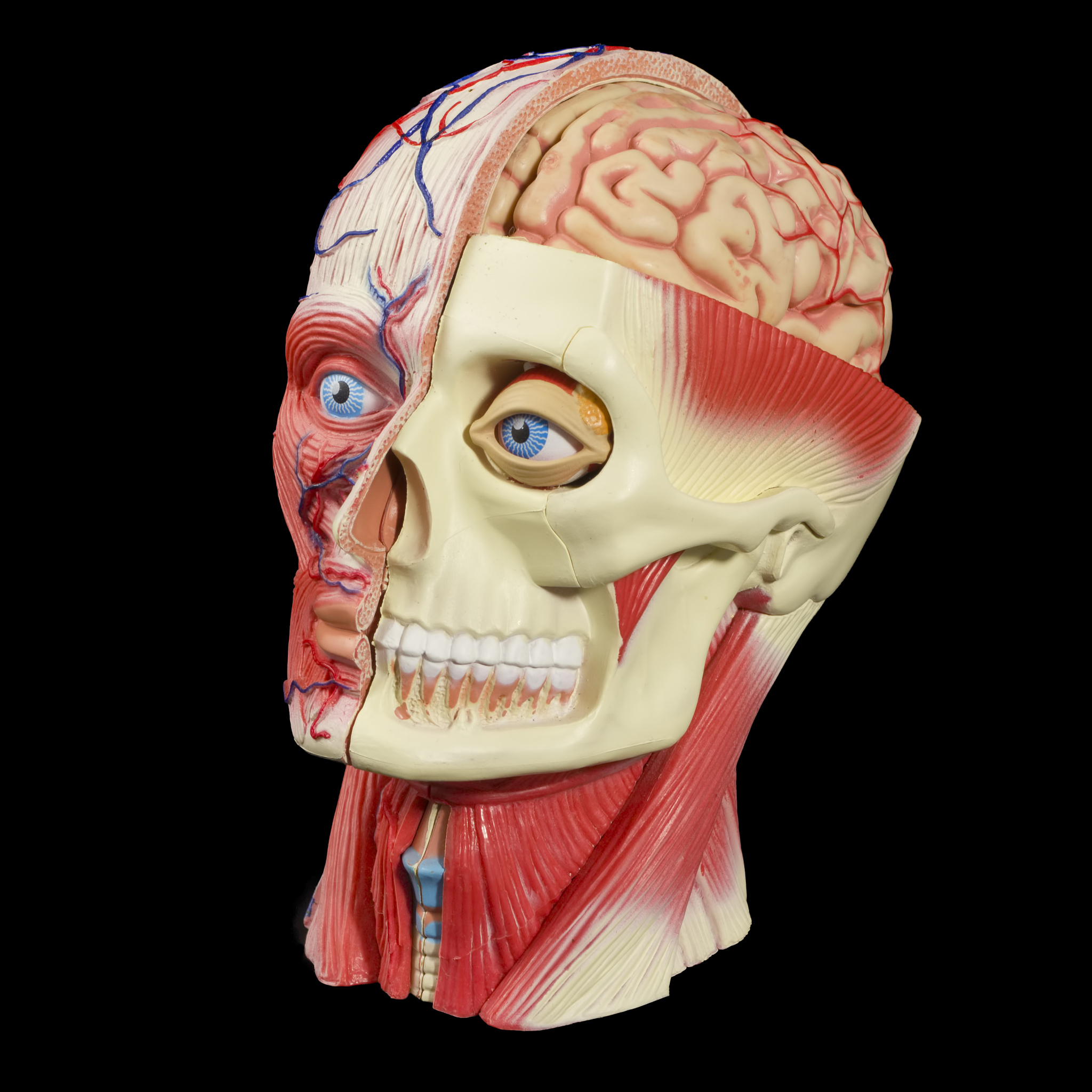 艺用解剖学每日小结：人体头部解剖结构