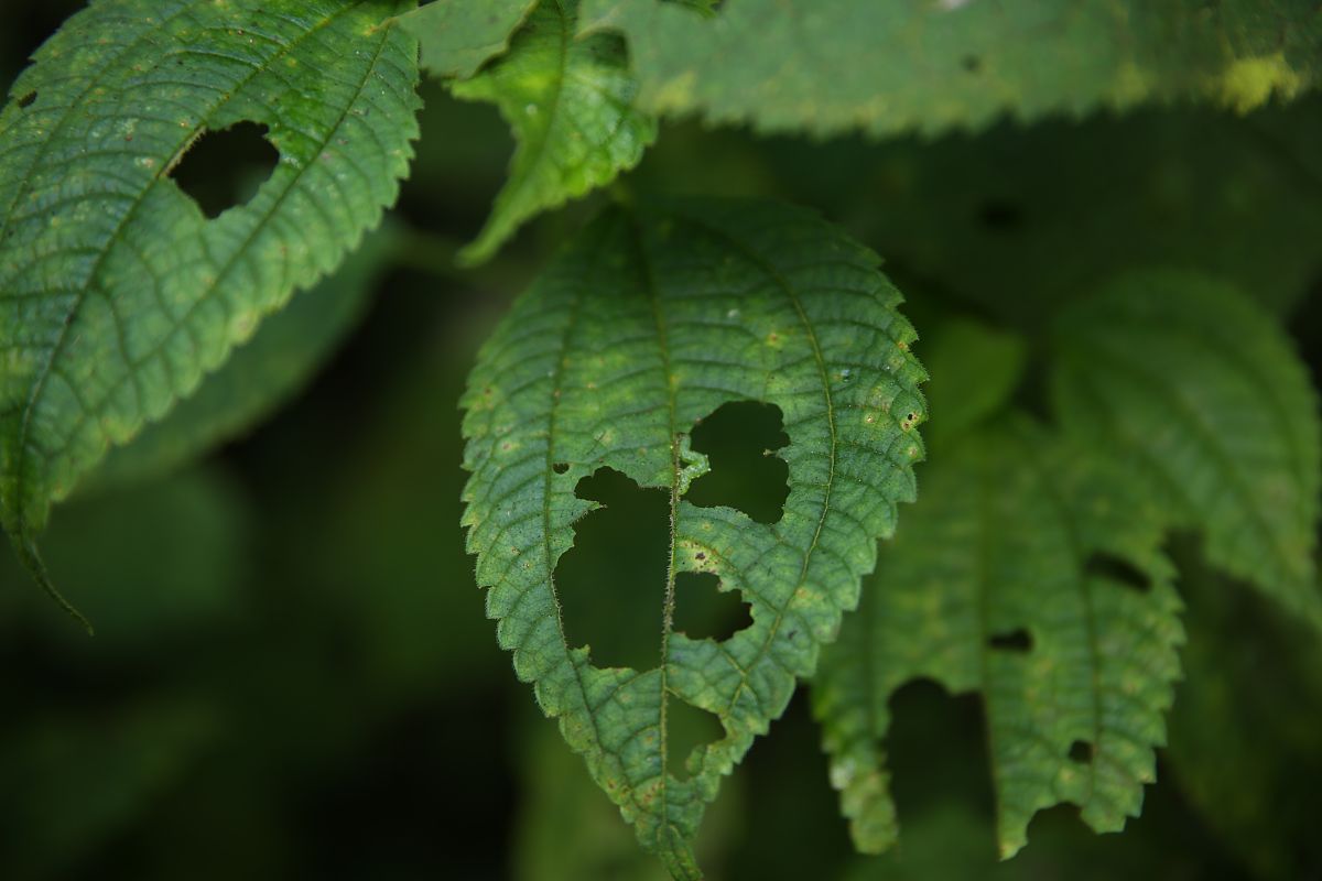 孕妇如何请病假