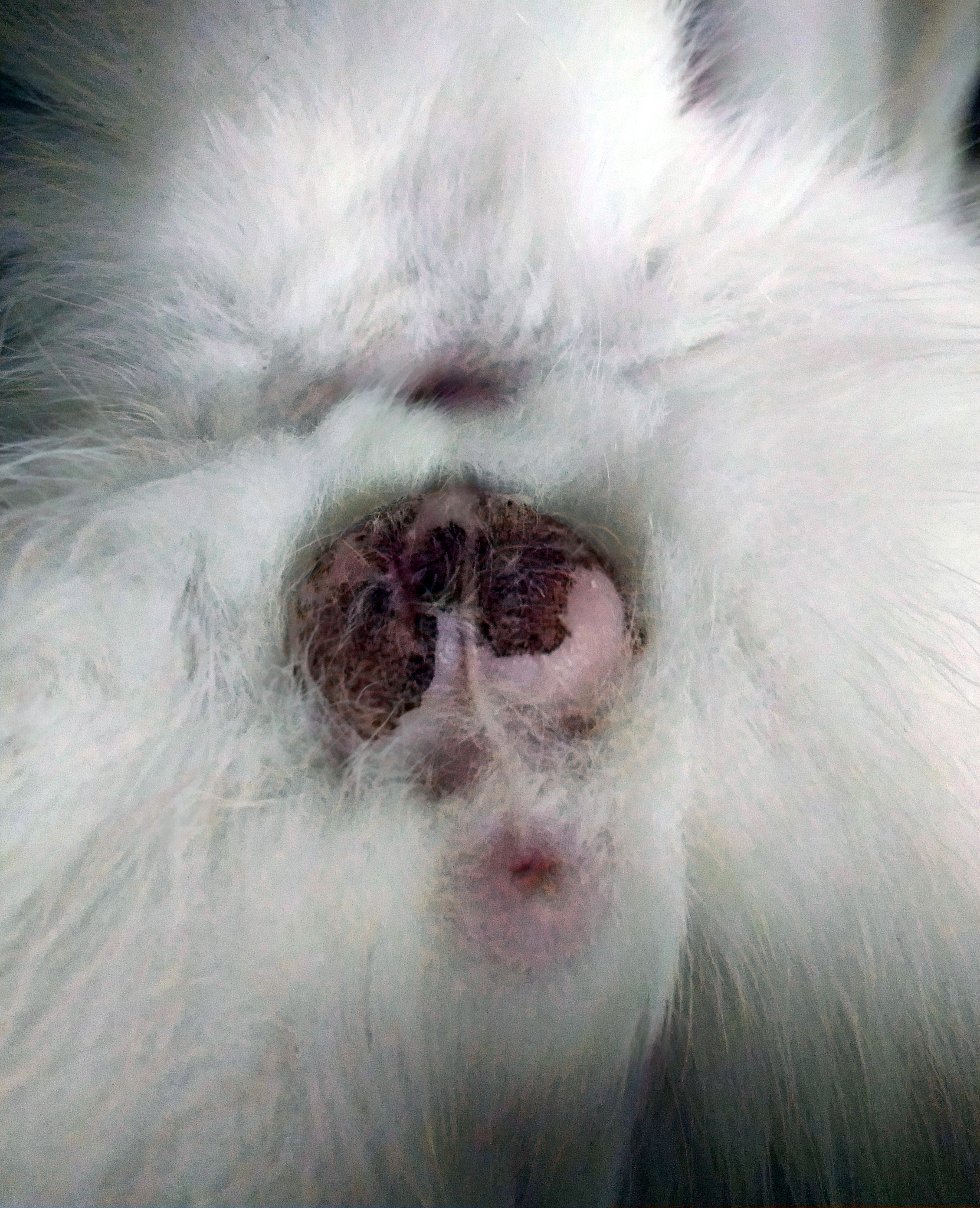 猫传染性腹膜炎怎么治？