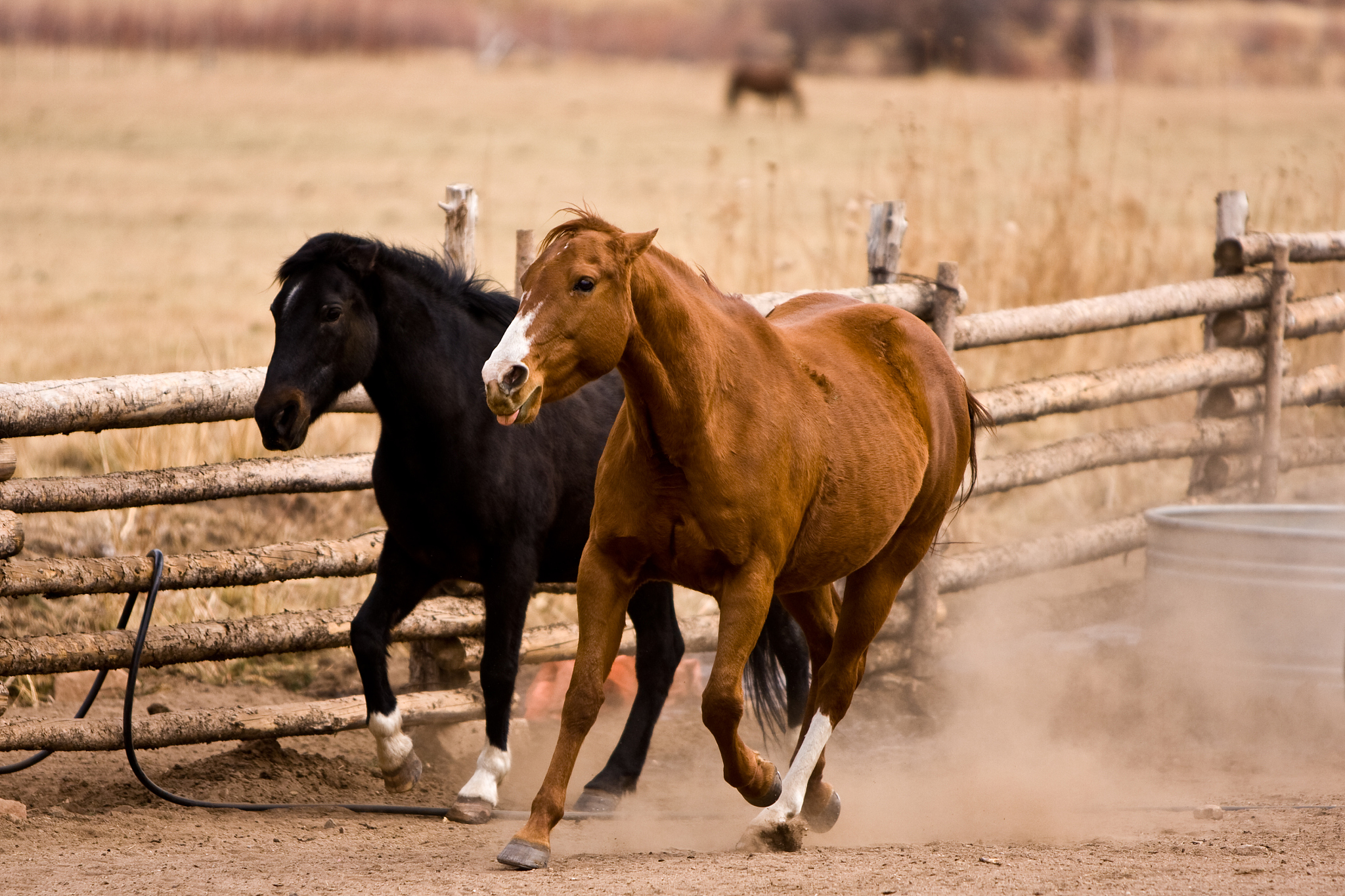 running horses