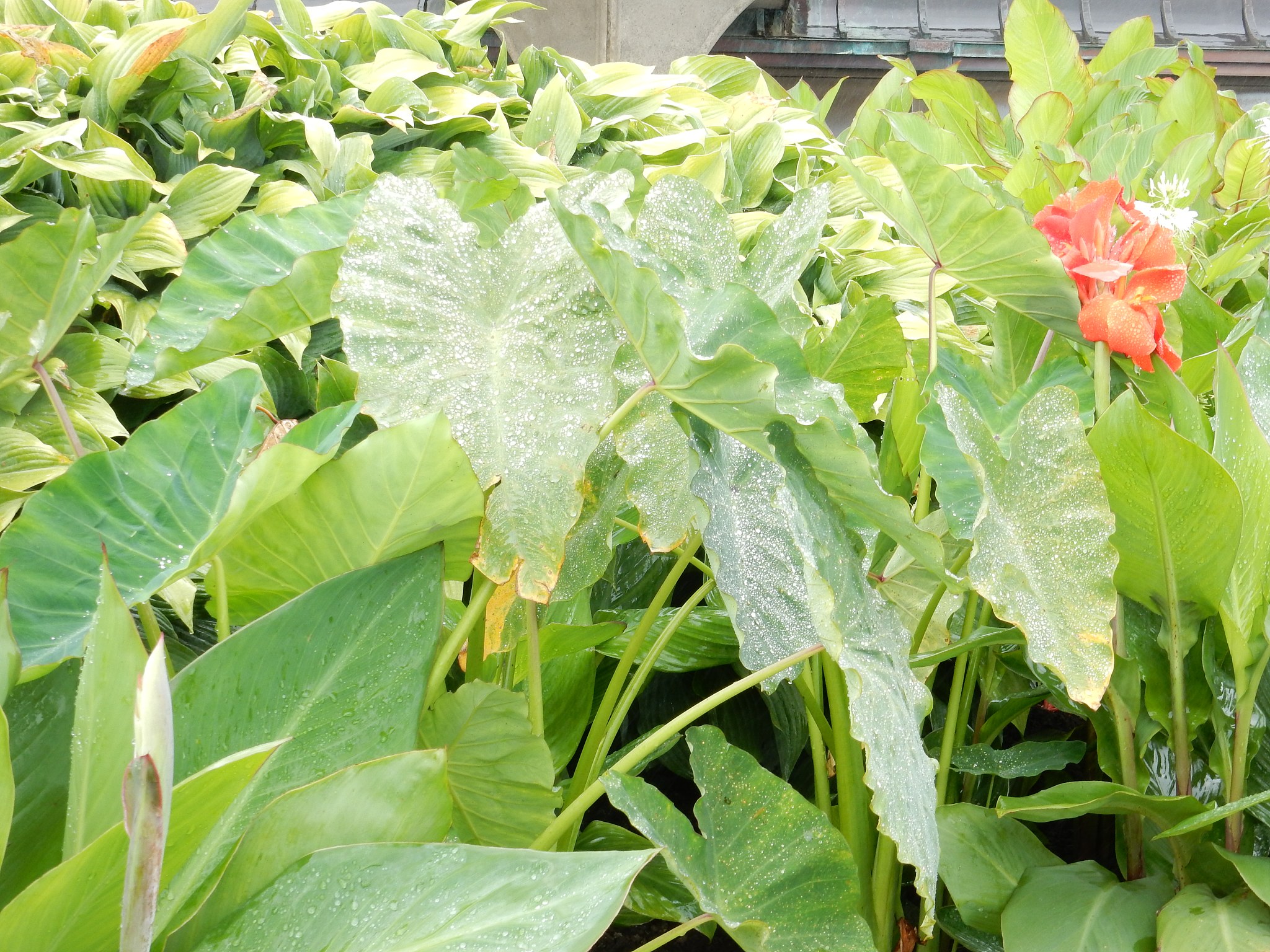 plants