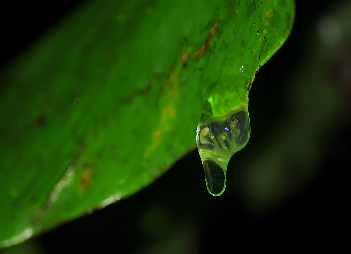 小班探索小蝌蚪的重点是什么