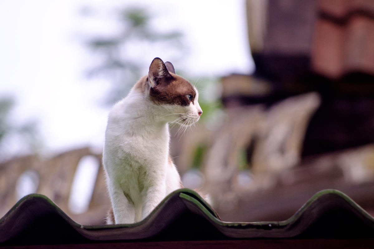 下辈子想做一只猫？猫咪们给你的建议！