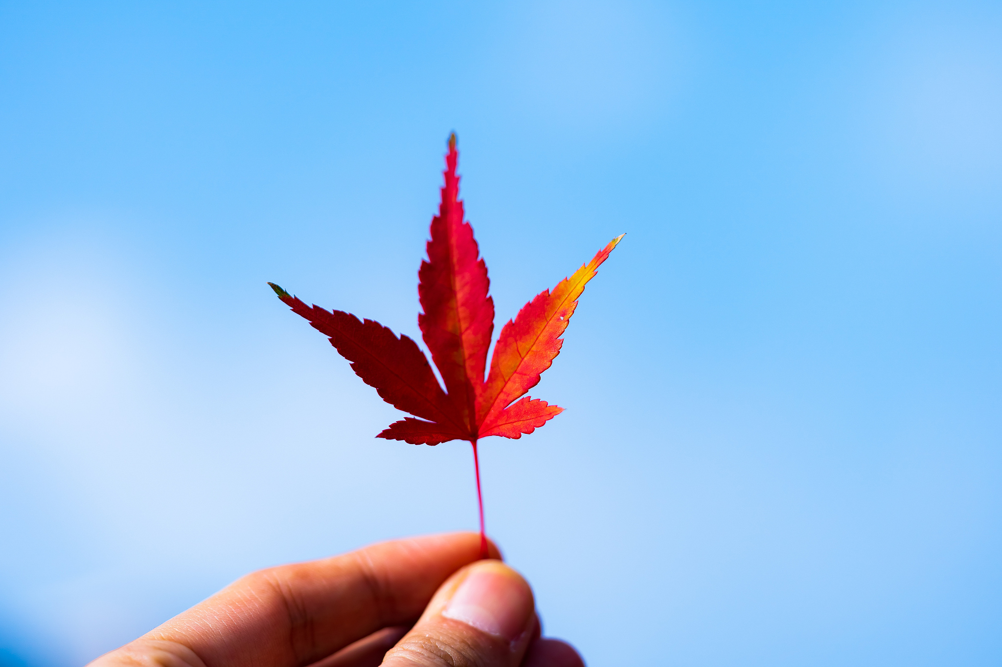 close-up of hand holding maple leaf against blue sky