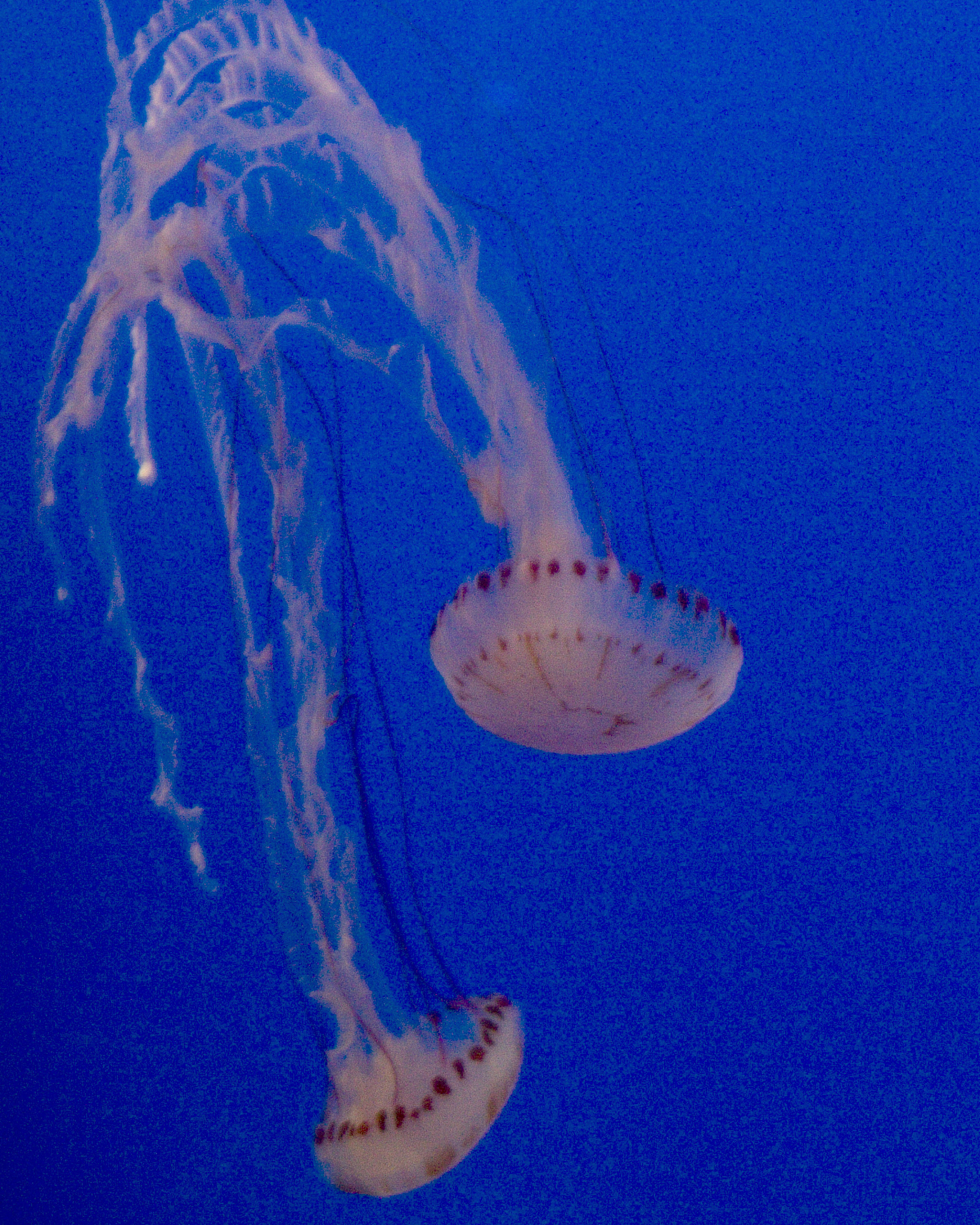 厦门海洋职业技术学院水族科学与技术专业就业方向：水族馆、水产养殖、科研等