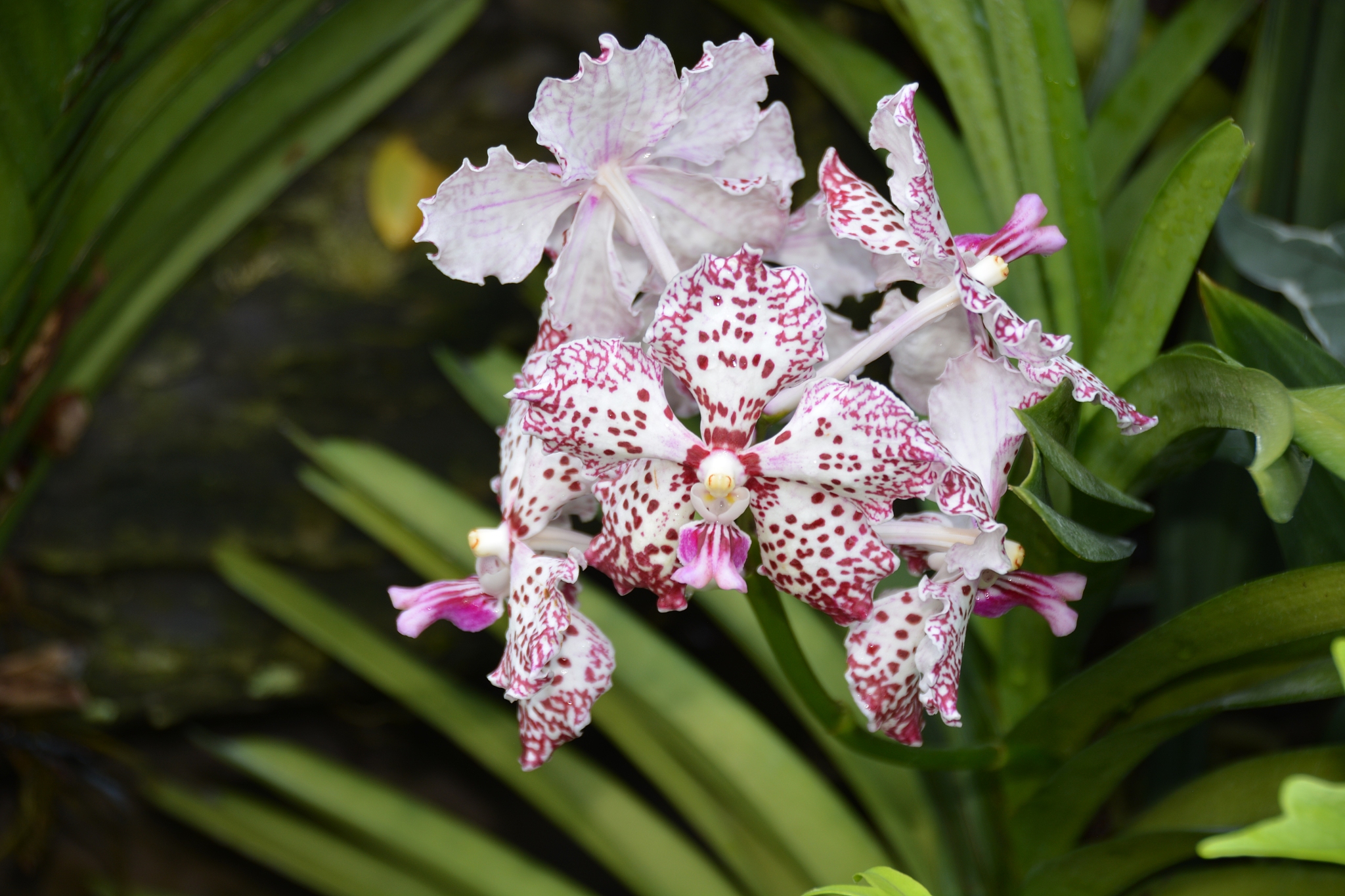 close-up of pink flowering plant