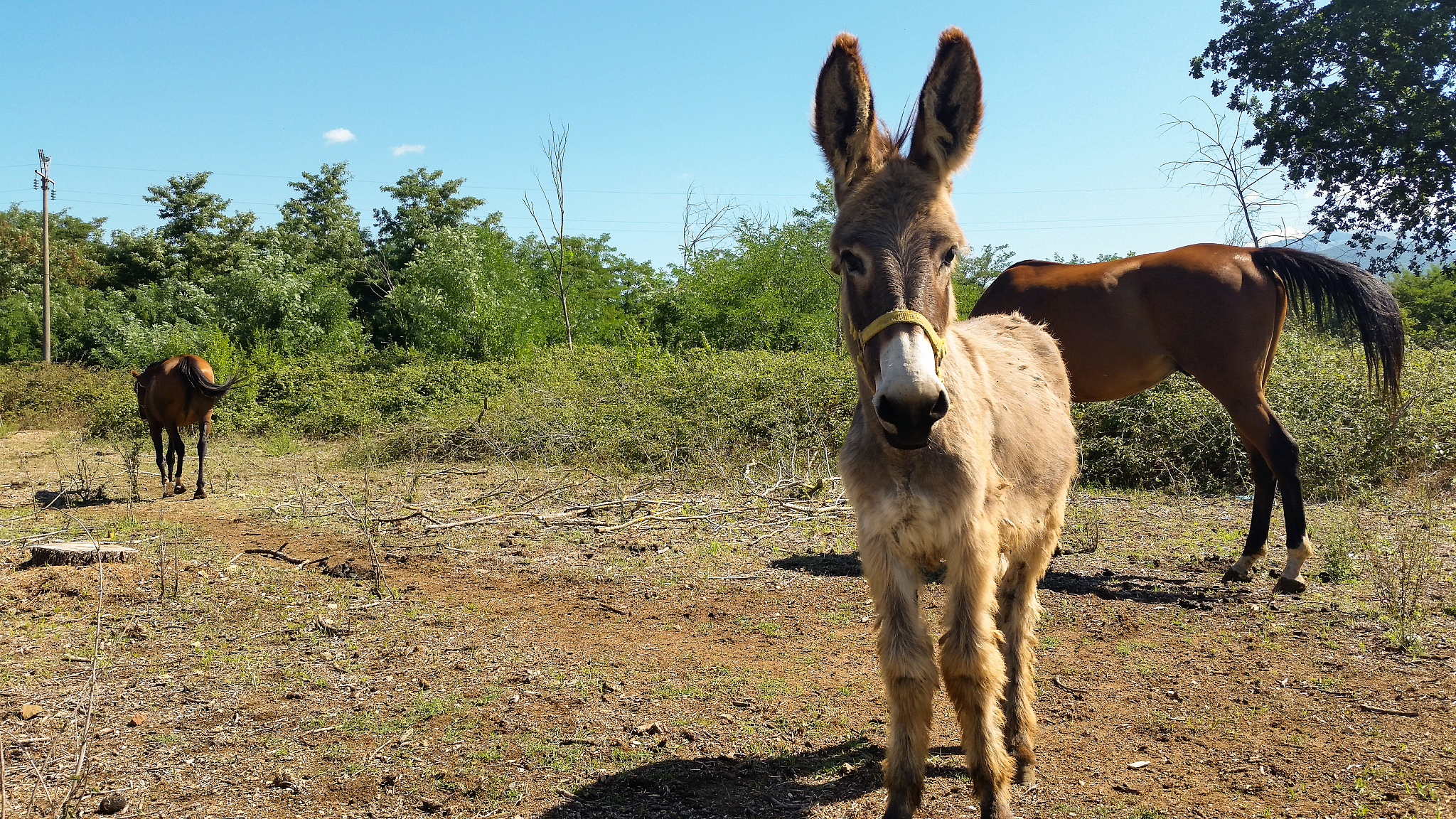 horse and donkey