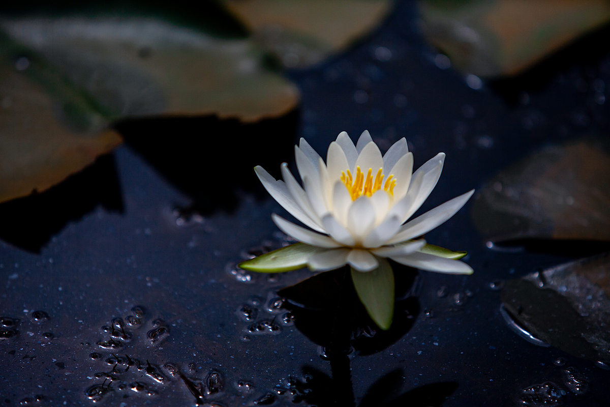 灵魂莲华绽灵版是什么意思