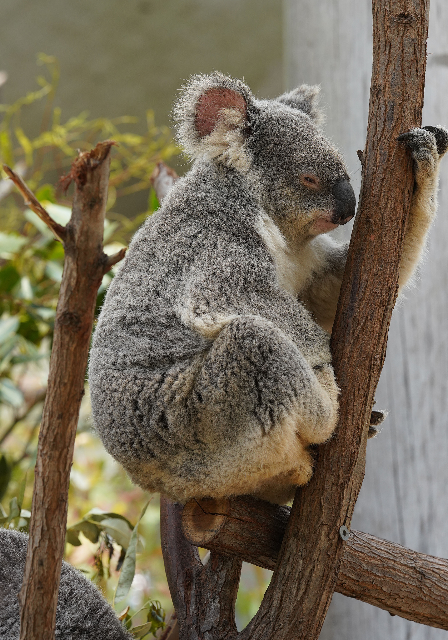 树袋熊奶奶：我的最爱动物