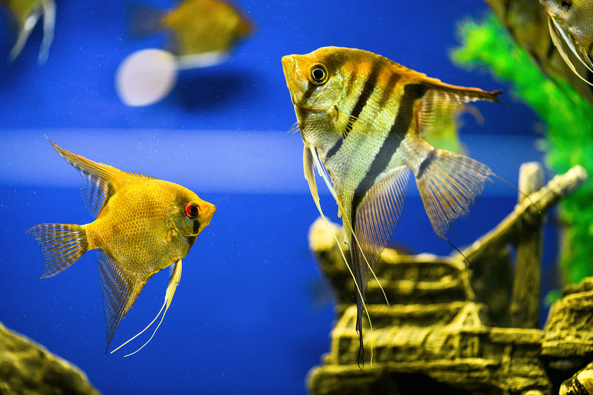 水族设计师手游更新日志-新增鱼类品种和装饰-版本1.0.1