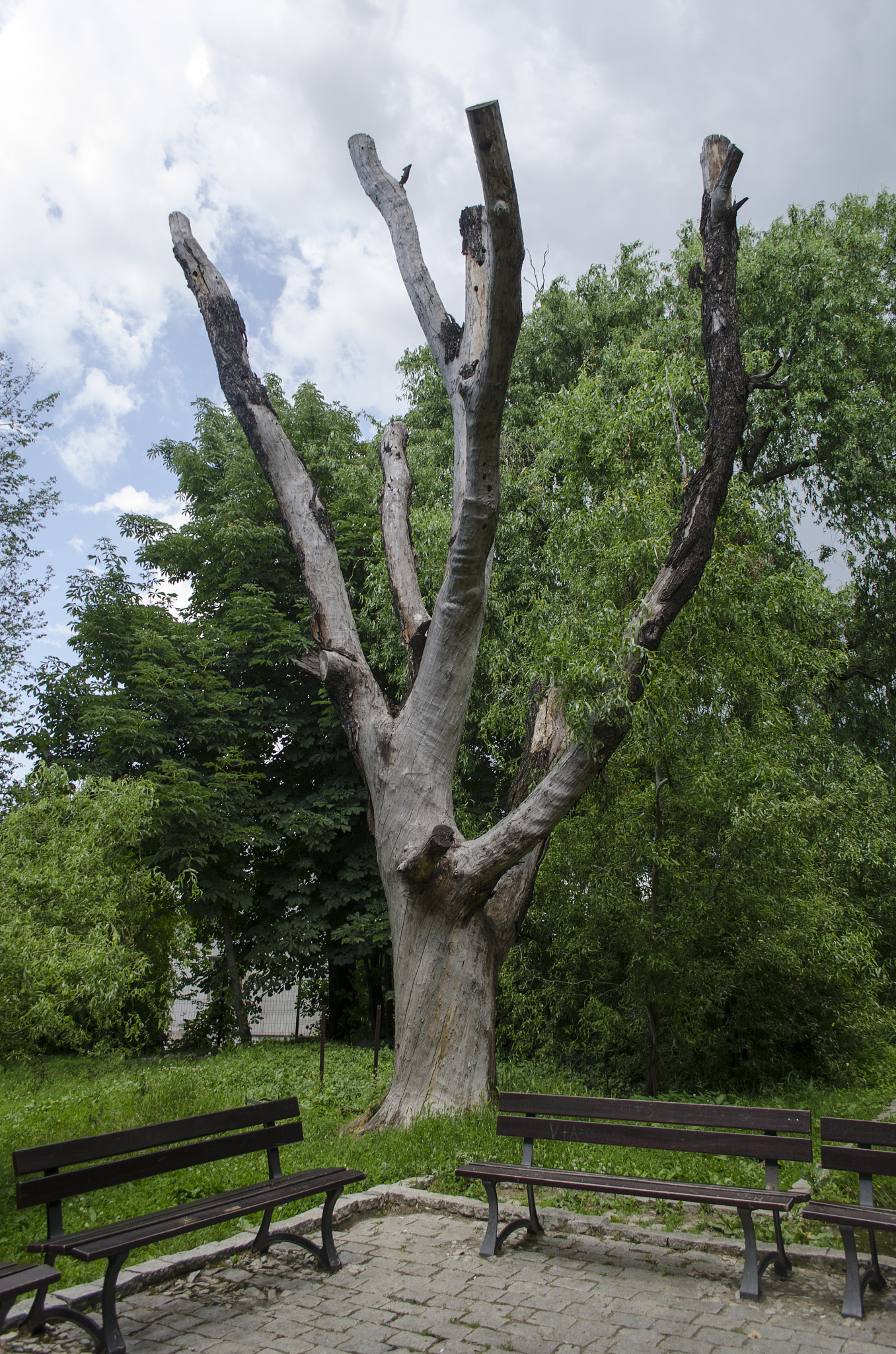 短截修剪的分类：轻短截、中短截、重短截、极重短截