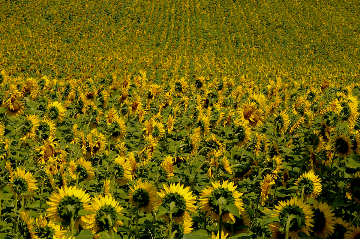 我们准备在幼儿园屋顶露台种植一些向日葵，北京地区种植方法，过程和注意事项