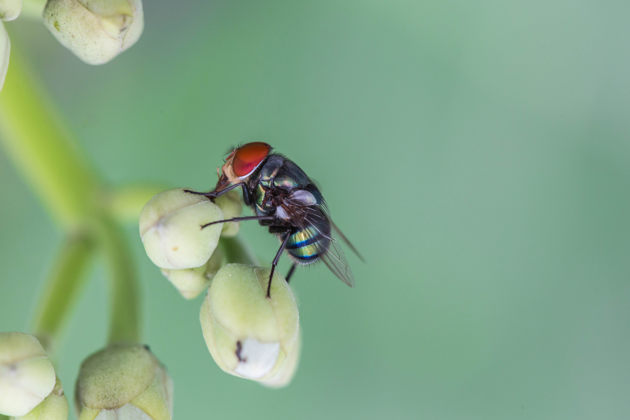the green bottle fly.