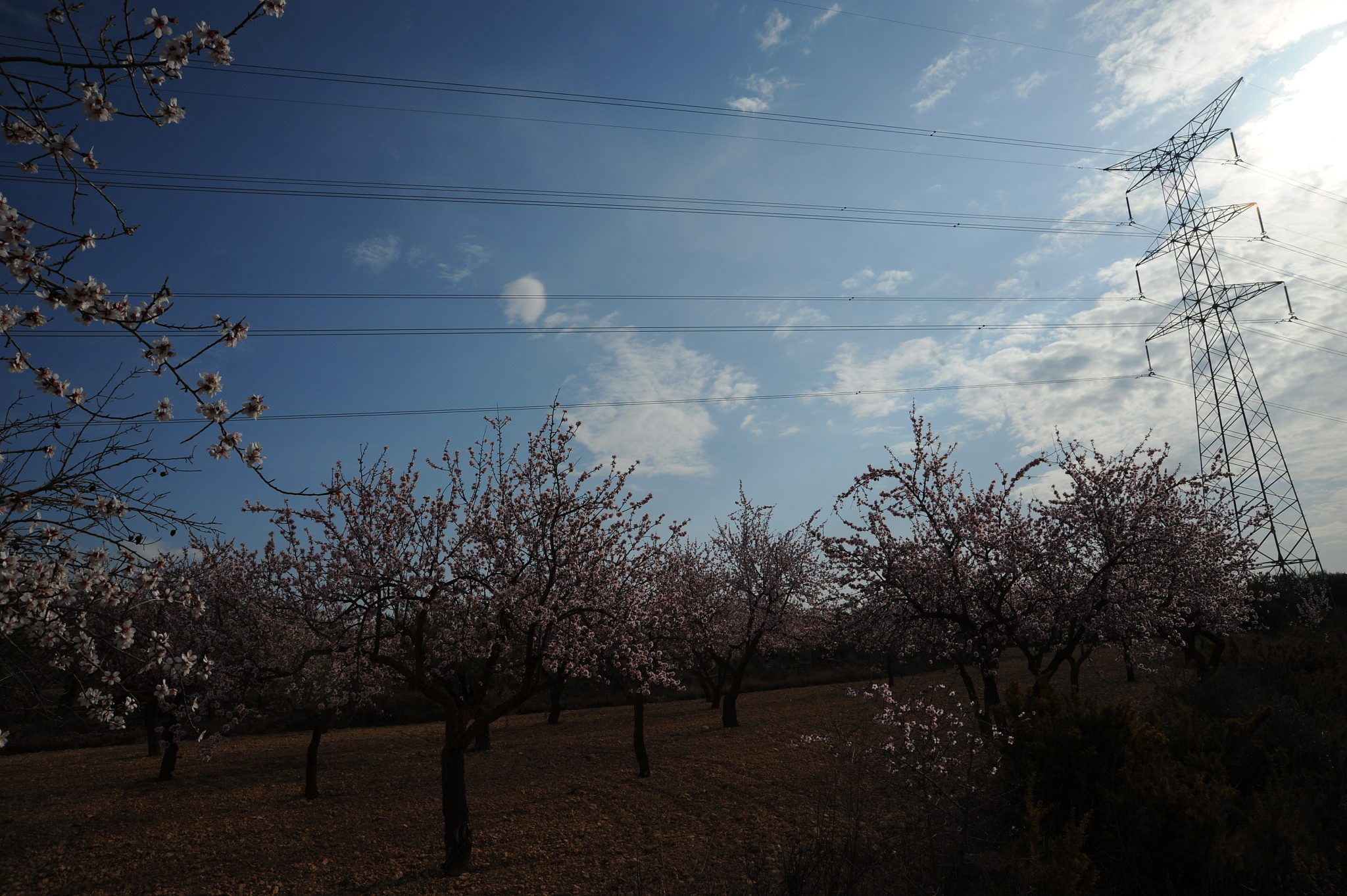 mandelblüte in spanien