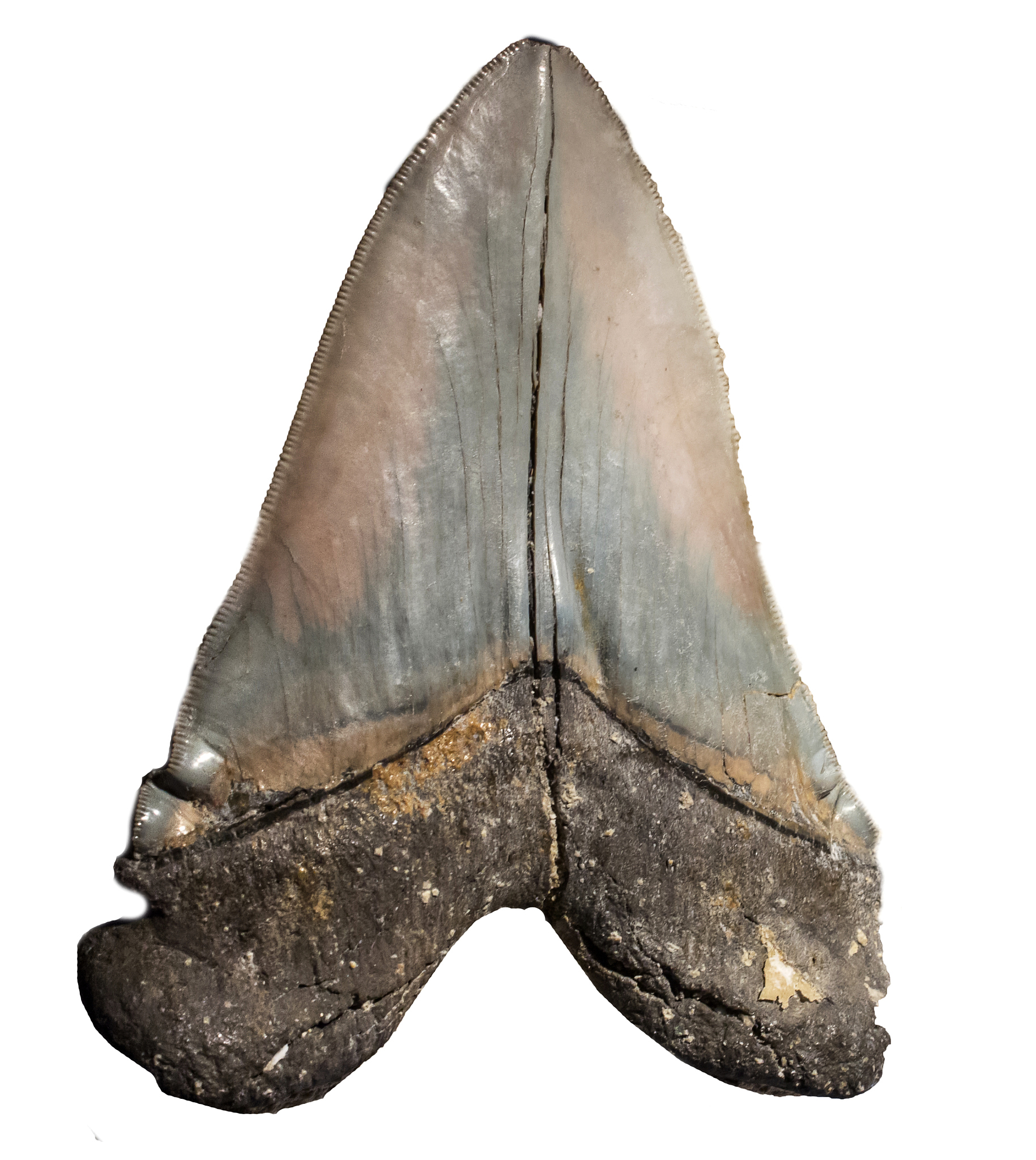 megalodon - carcharocles megalodon (clipping path)