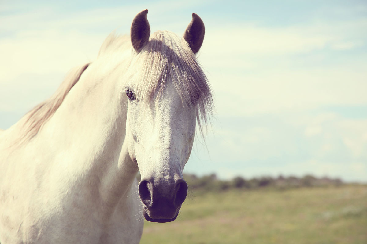 马生肖相思吗帮我用230字详细描述