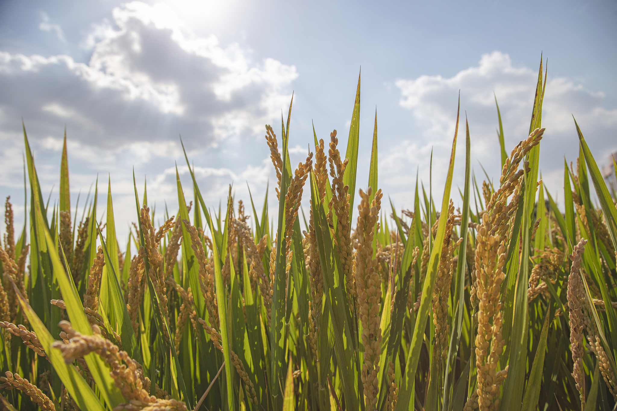 嘉兴市农业概况：作物产量与气象数据