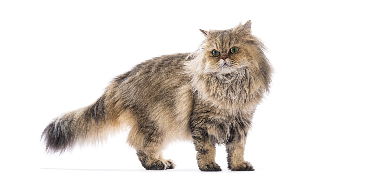 猫消化道疾病的症状