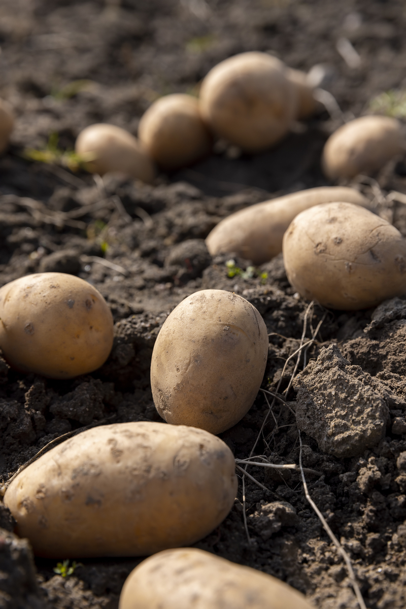EUROPEAN JOURNAL OF SOIL SCIENCE期刊的介绍？