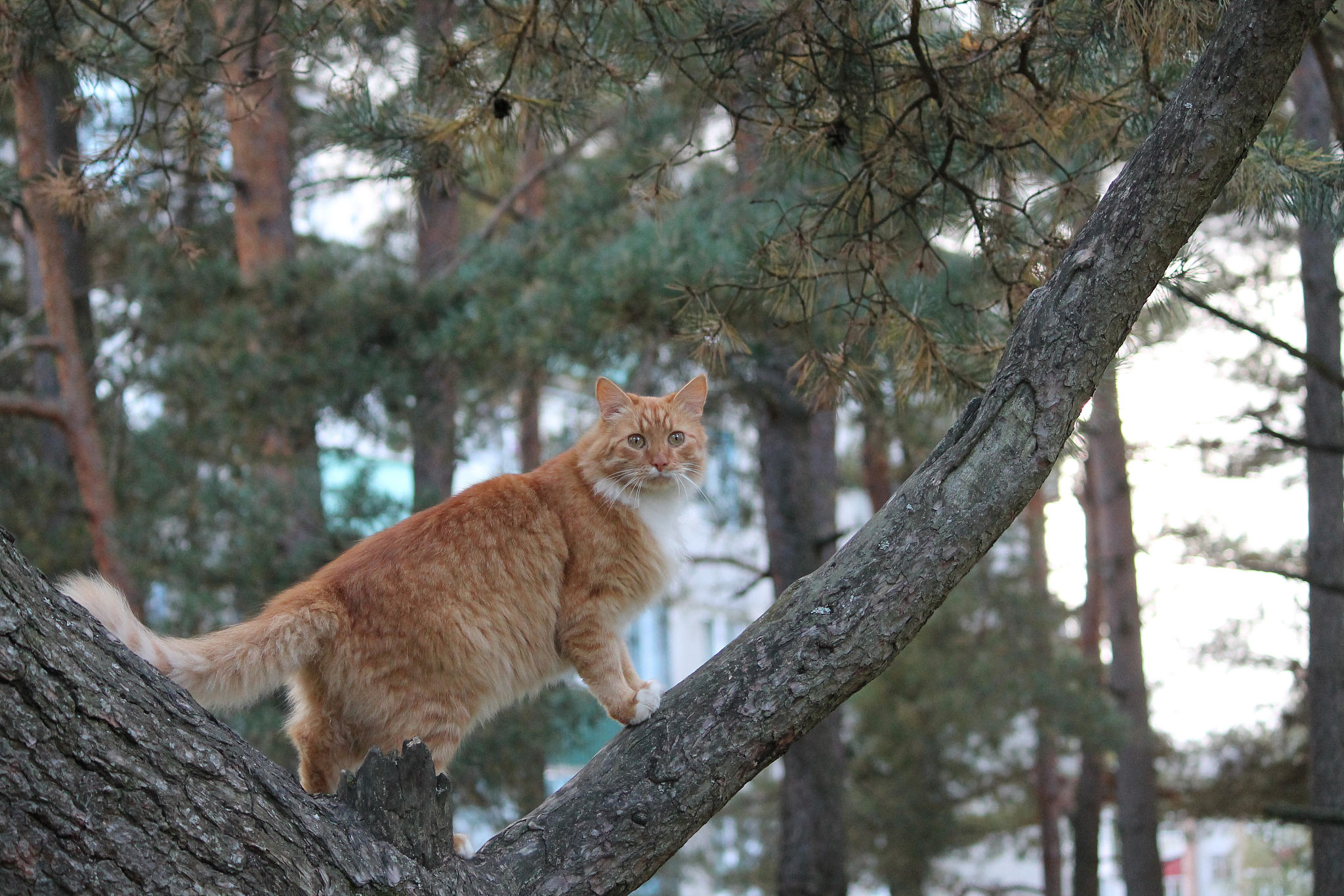 北京景山御猫传说：雪眉与狮猫，你听说过吗？