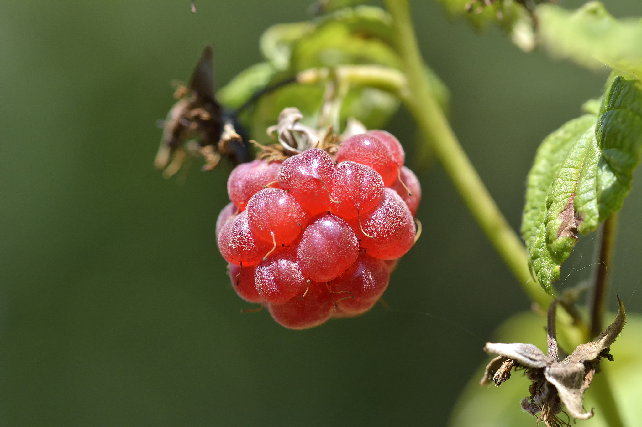 red ripe berries of raspberry in summer forest.