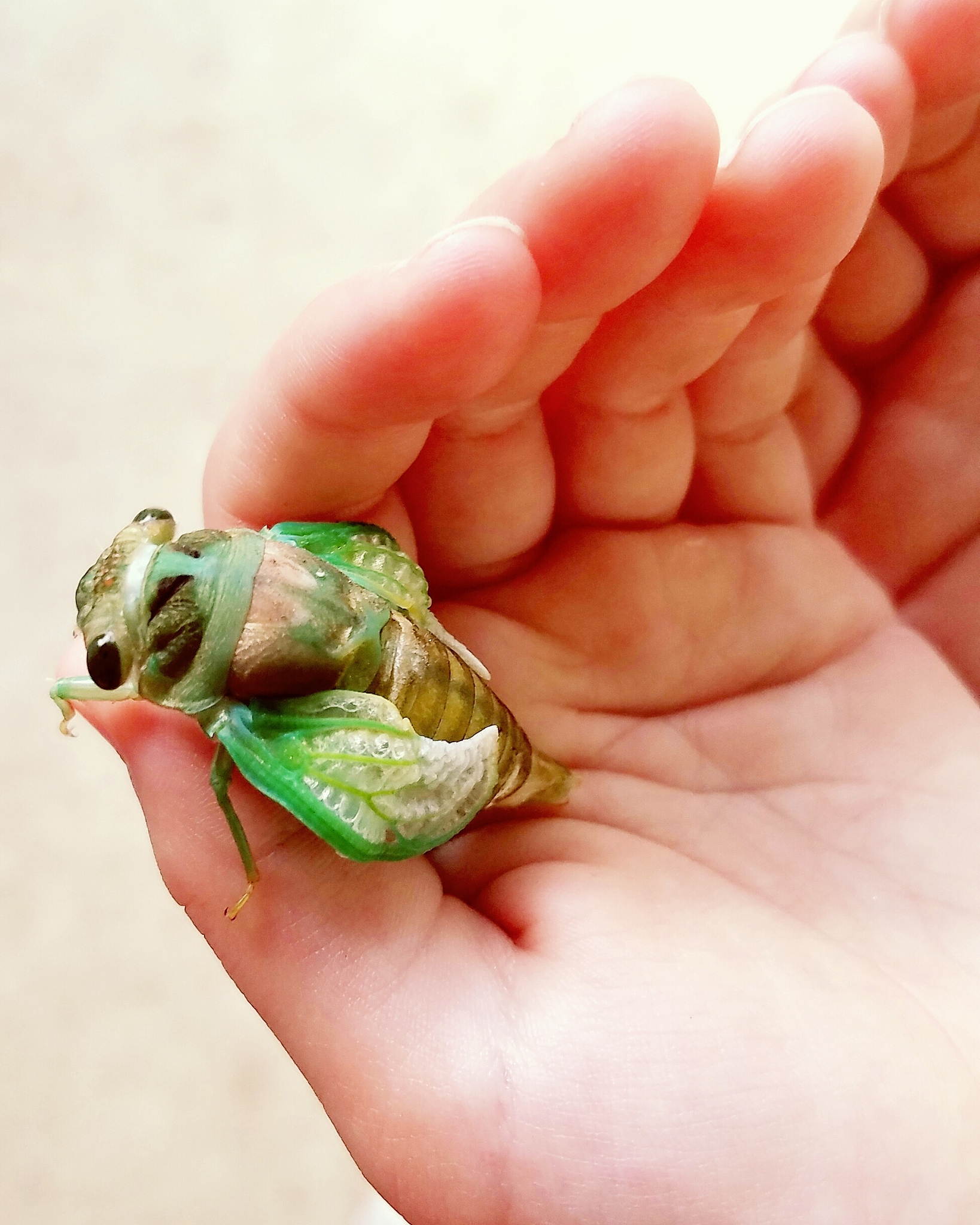 cropped hands holding insect
