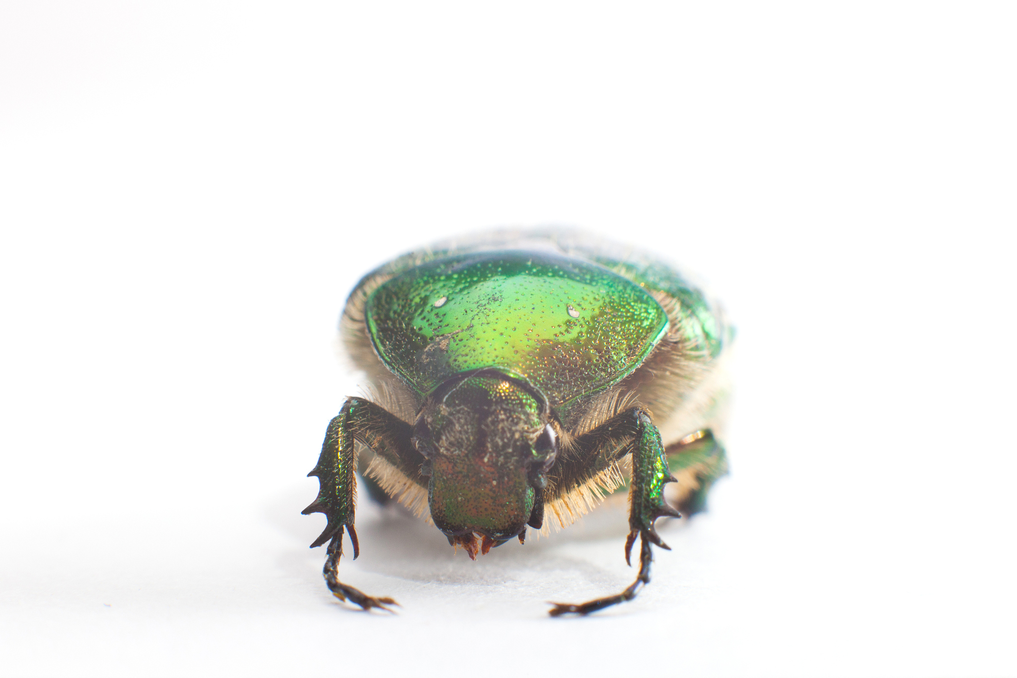 green beetle on white background
