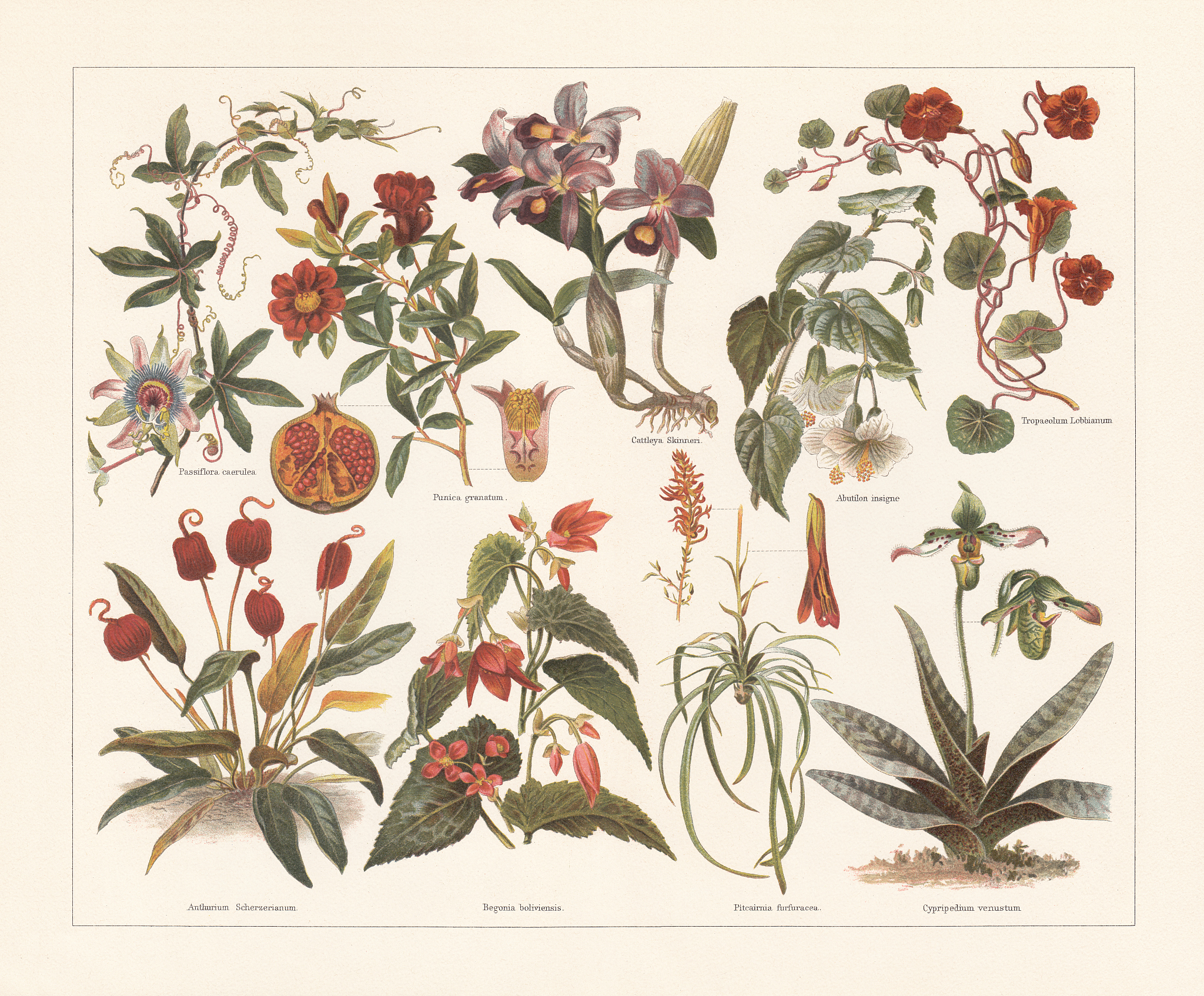 Annals of Botany 期刊：植物学研究的国际权威平台