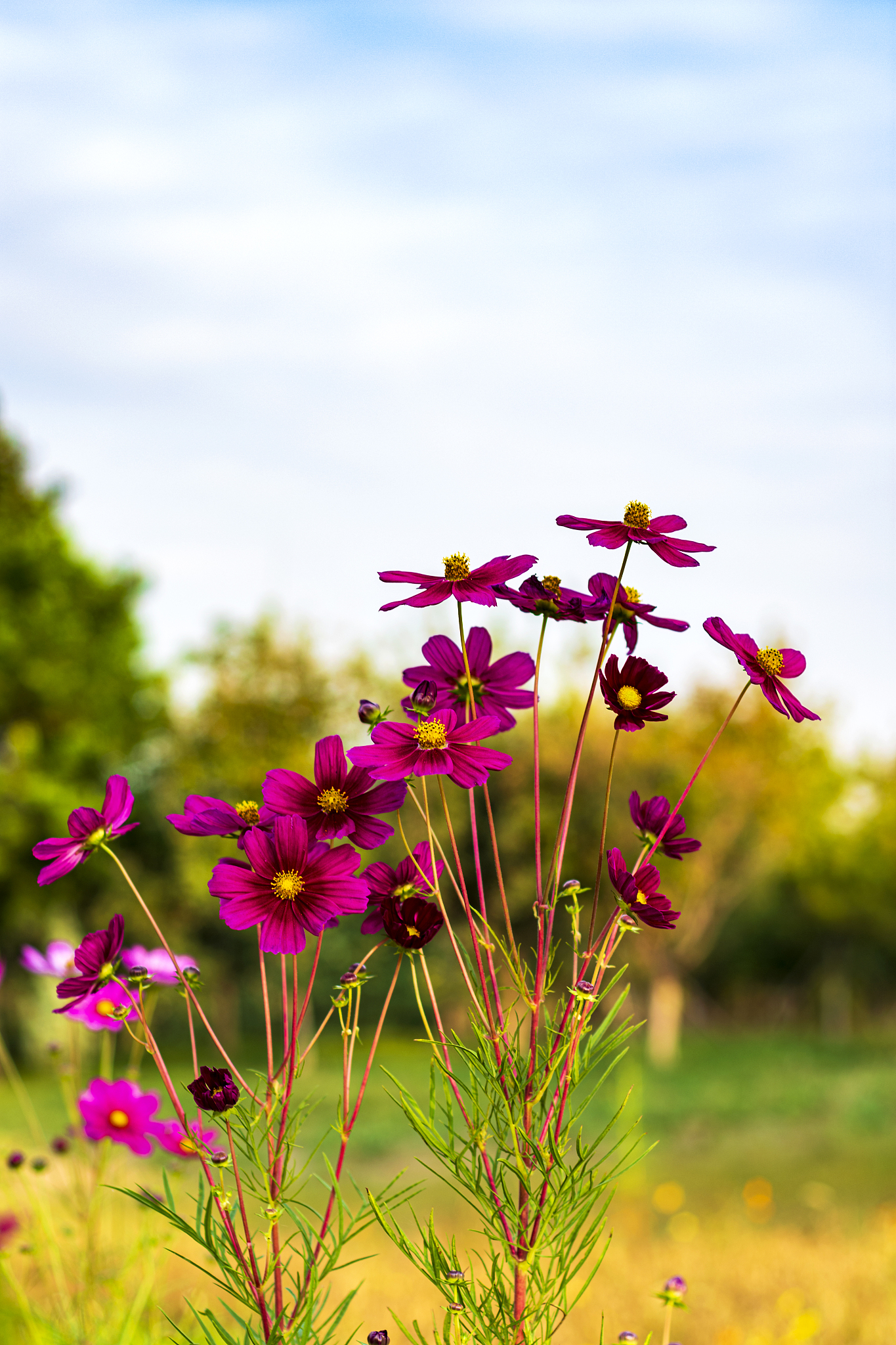秋野花：美丽与诗意