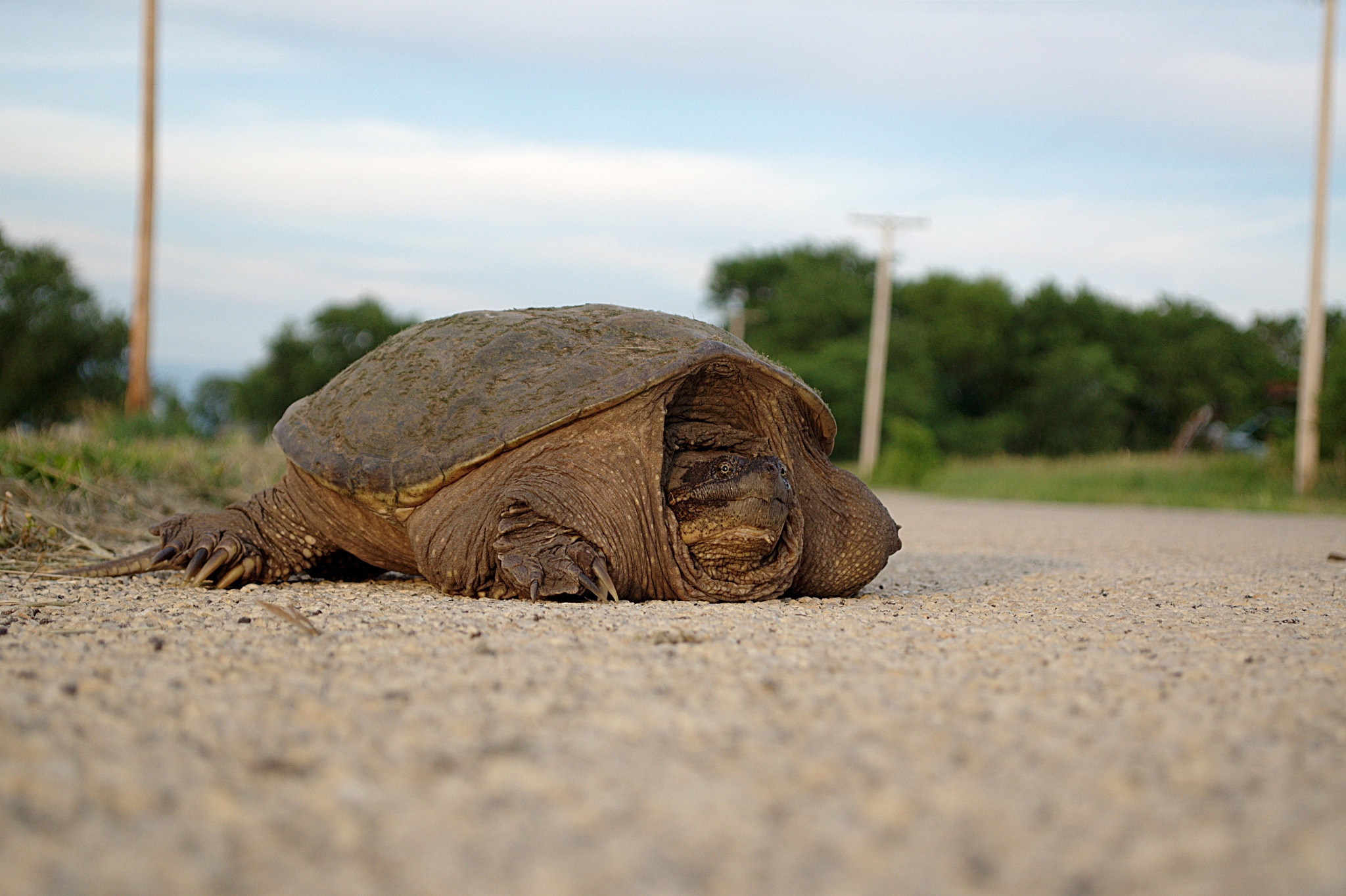 turtle on road