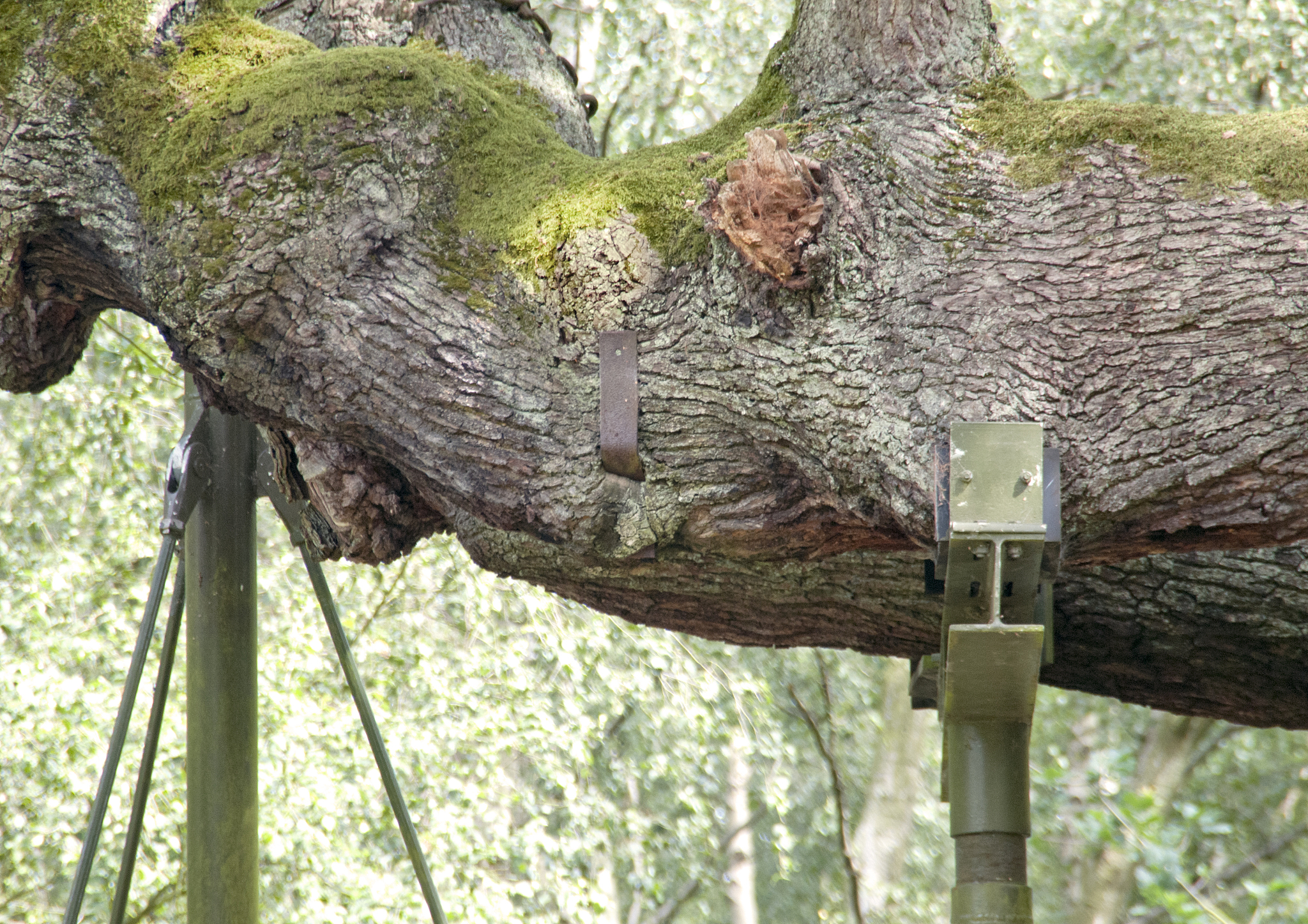 请以生活在树上写一篇800字的议论文