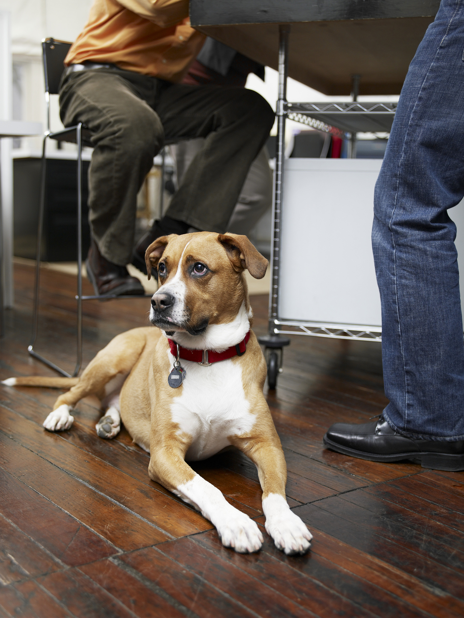 加班和狗有什么不一样写一篇文章