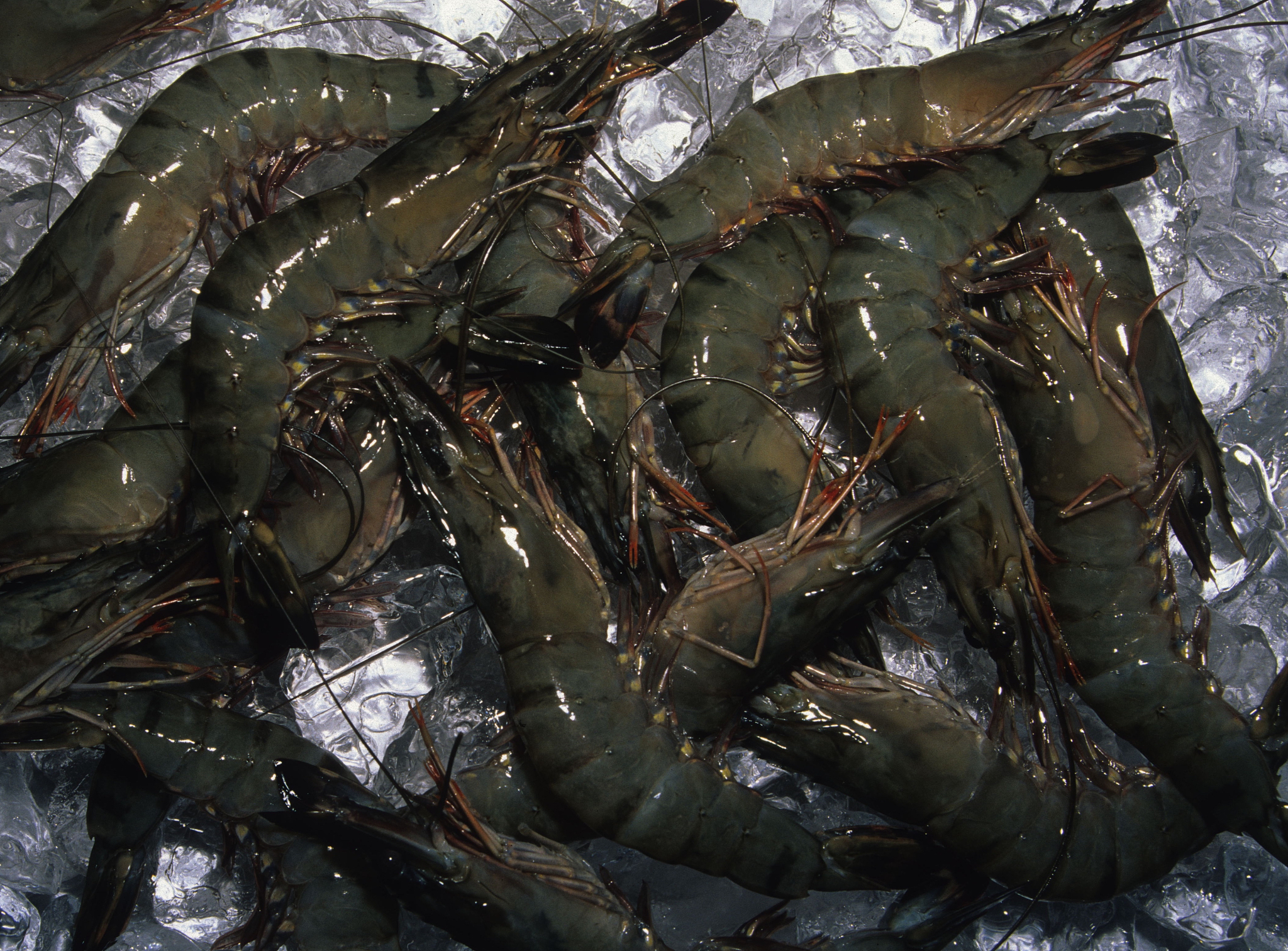All the shrimp have either red or black heads and their bodies have changed color At the same time there is also a strange odor