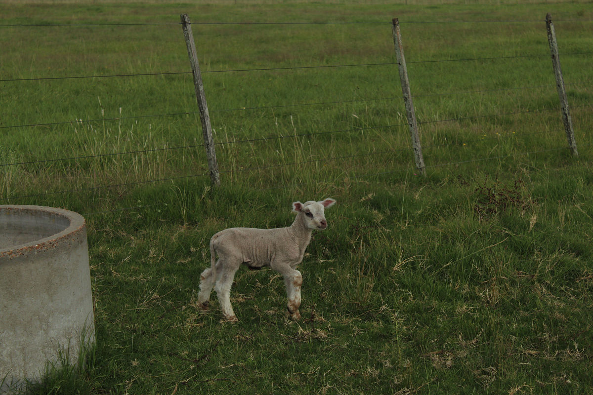 羊肉购销合同范本 - 下载可编辑Word版本