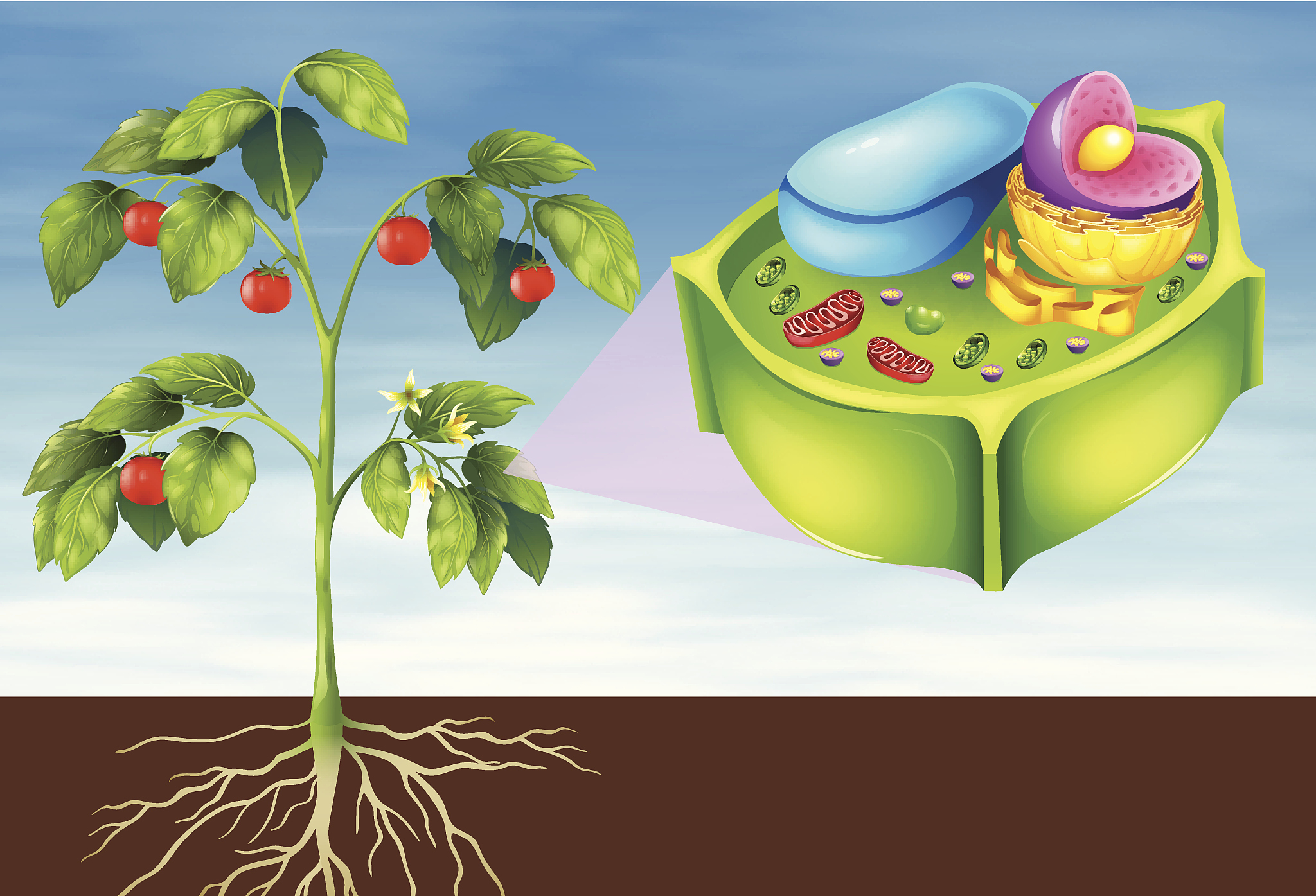 磷对土壤和果实着色的影响