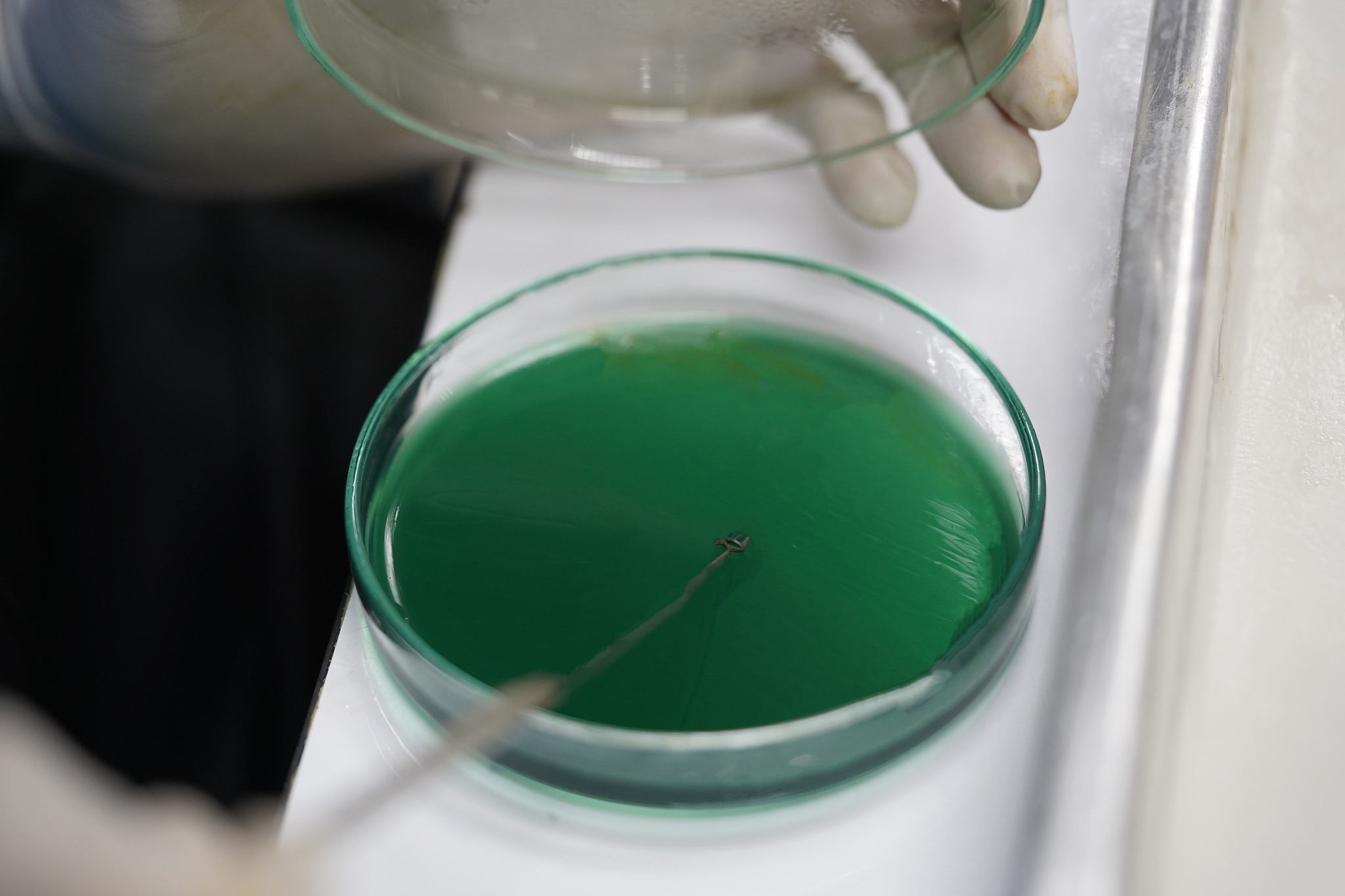 碘化铅和碱反应吗