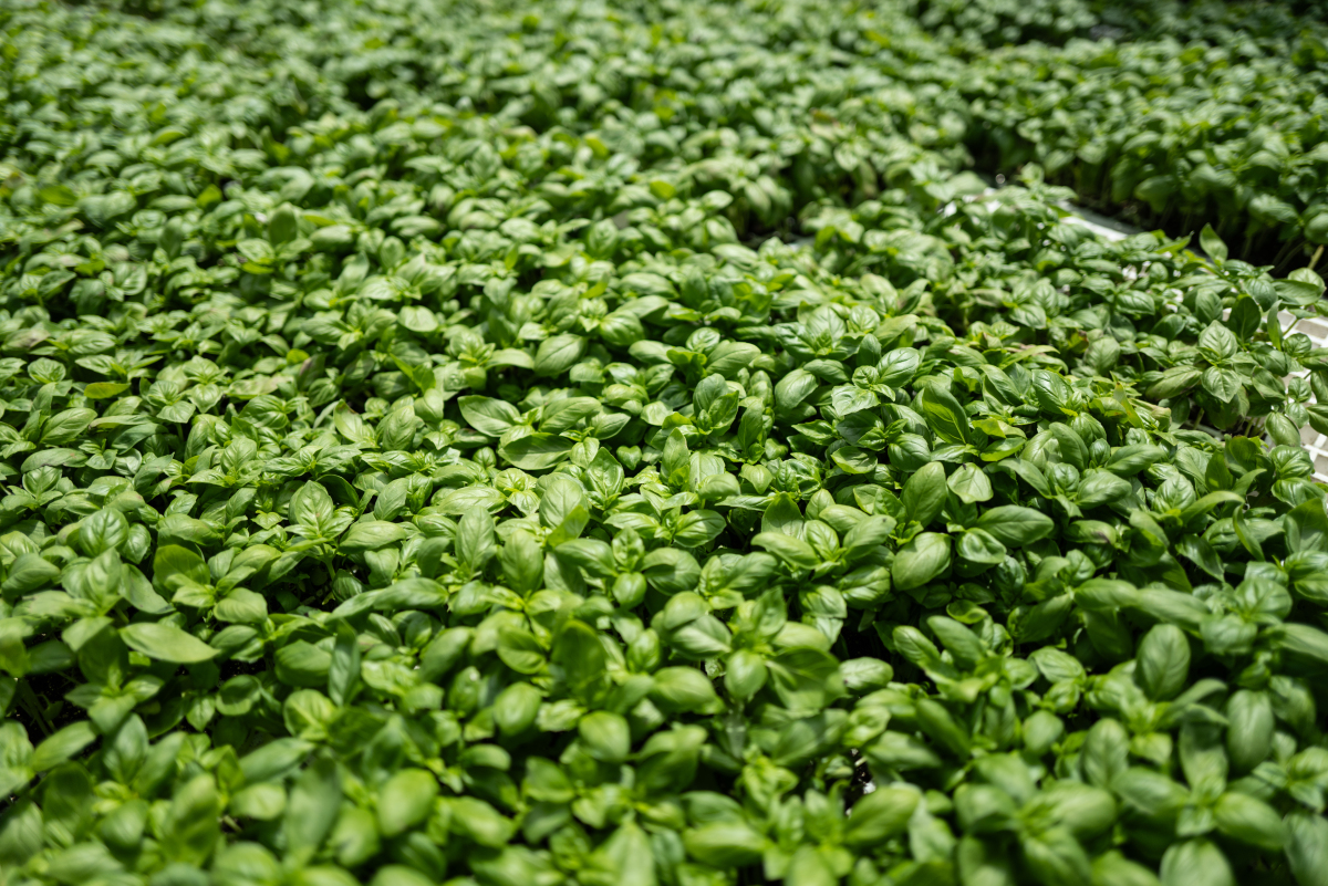 河南菠菜生产情况