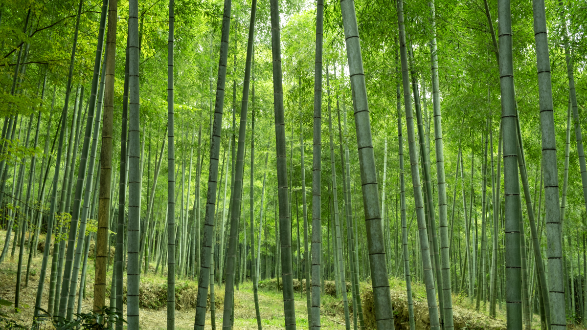 最近我去了趟重庆的茶山竹海,简直太美了!